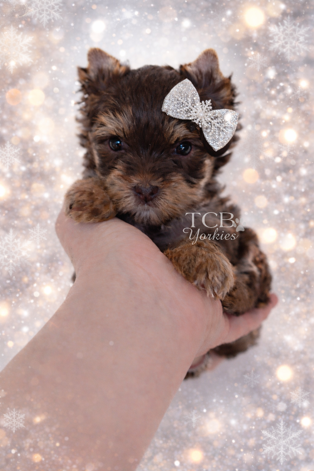 Close-up of a tiny, brown and black puppy with a white, sparkly bow on its head, held in a person's hand against a sparkly, festive background with snowflakes.