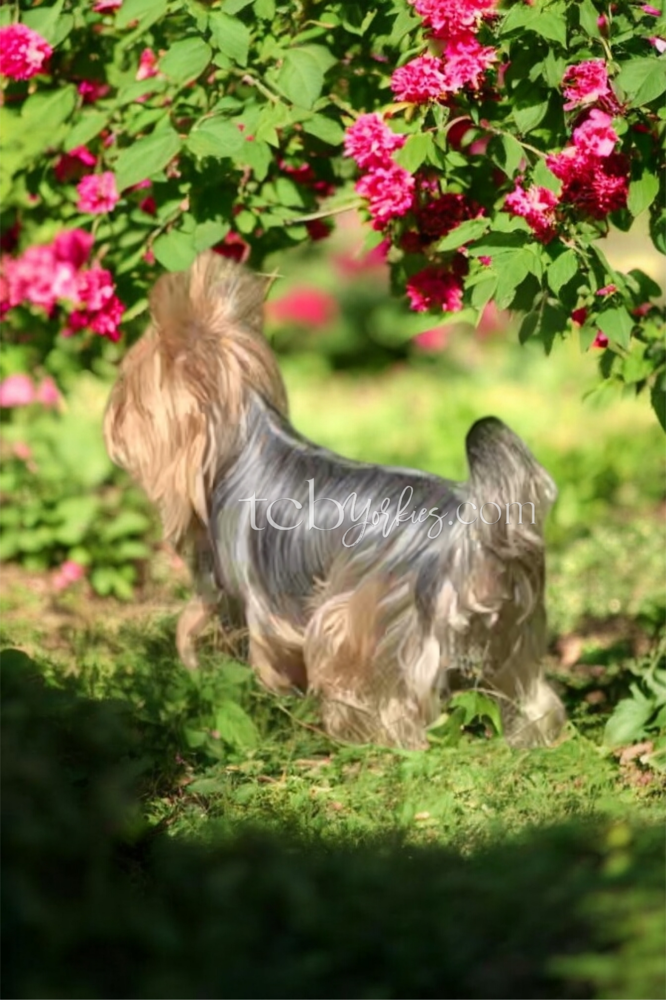 A small dog with long, flowing fur standing outdoors near pink flowers on green bush.