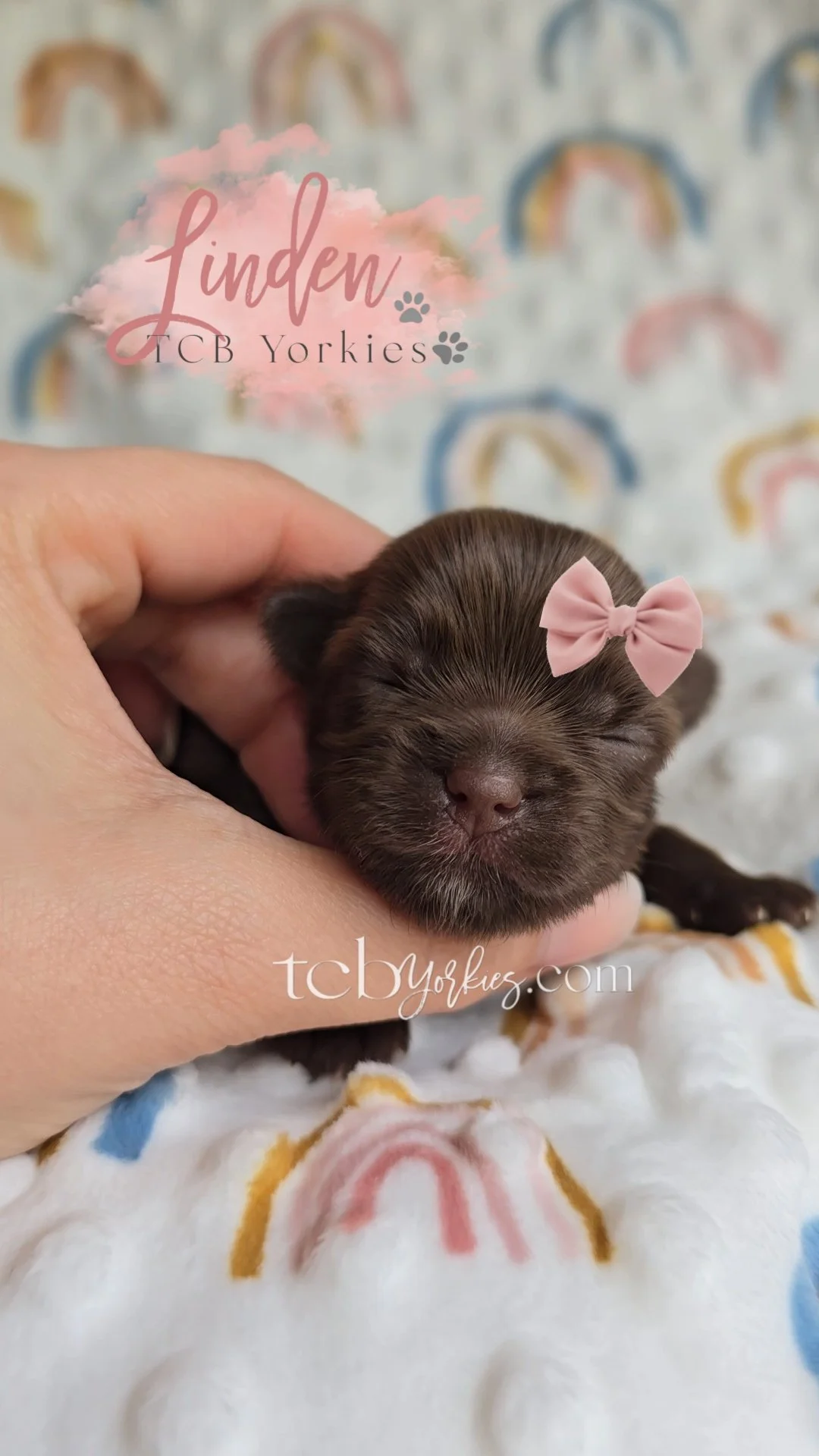 A small, dark brown puppy with a pink bow on its head, being gently held in a person's hand. The background has a pattern of rainbows on a soft, plush blanket.