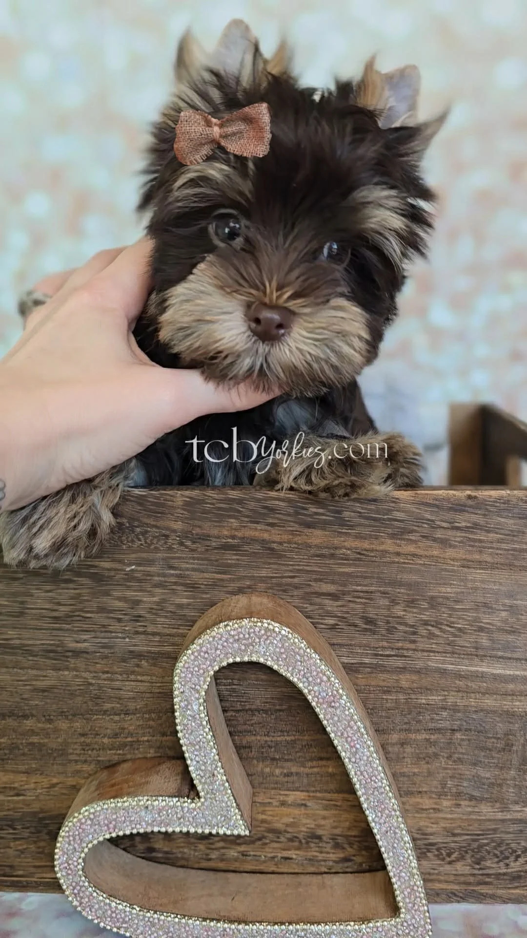 A small, fluffy puppy with dark and tan fur, wearing a pink bow on its head, being gently held by a hand over a wooden surface.