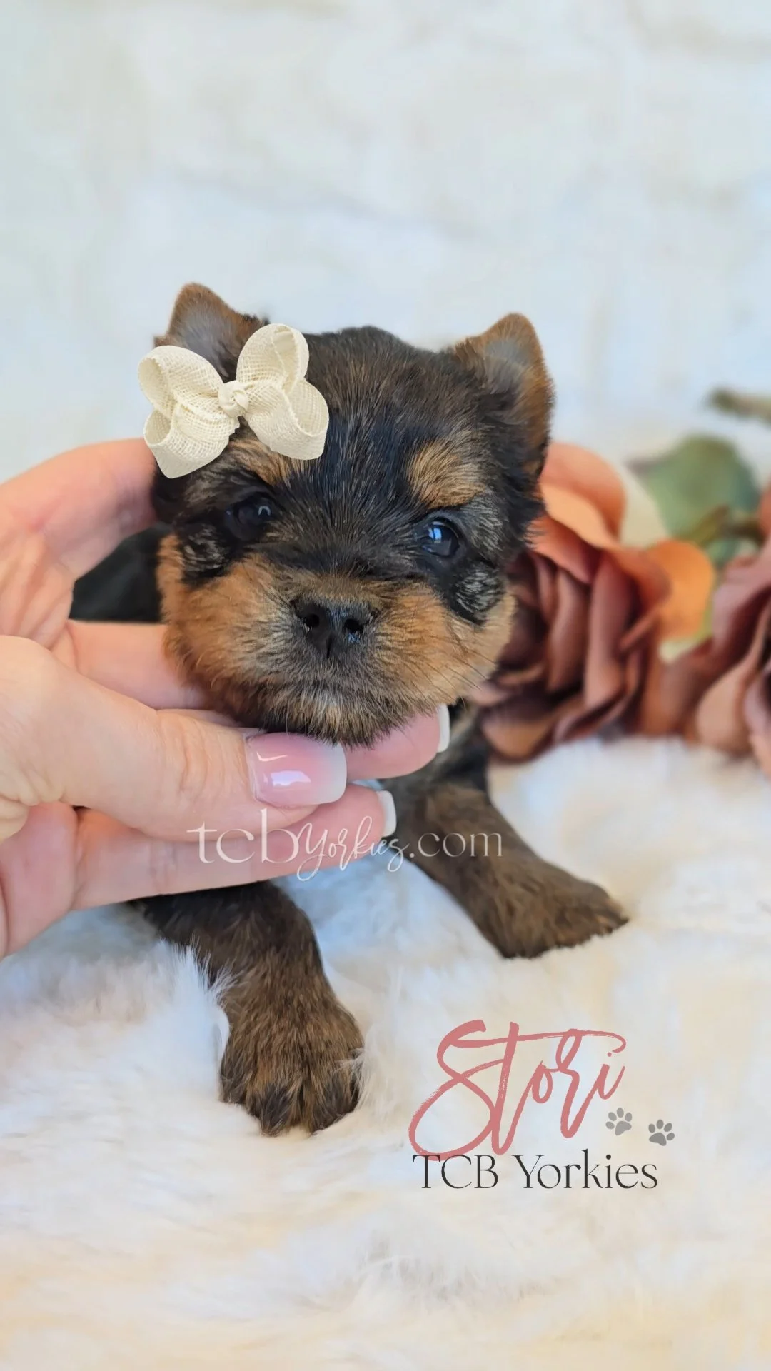 Close-up of a tiny Yorkie puppy with a cream-colored bow on its head, lying on white fluffy fabric with roses in the background.
