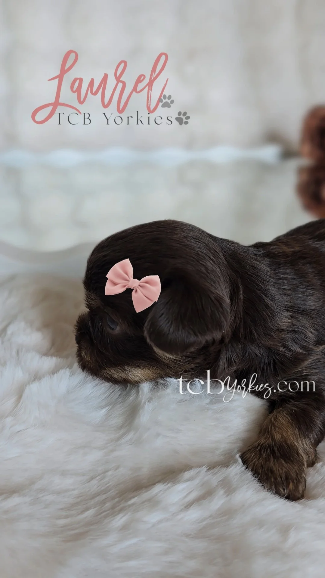 A small brown puppy with a pink bow on its head, lying on a white furry surface, with a blurred background and the text 'Laurel TCB Yorkies'