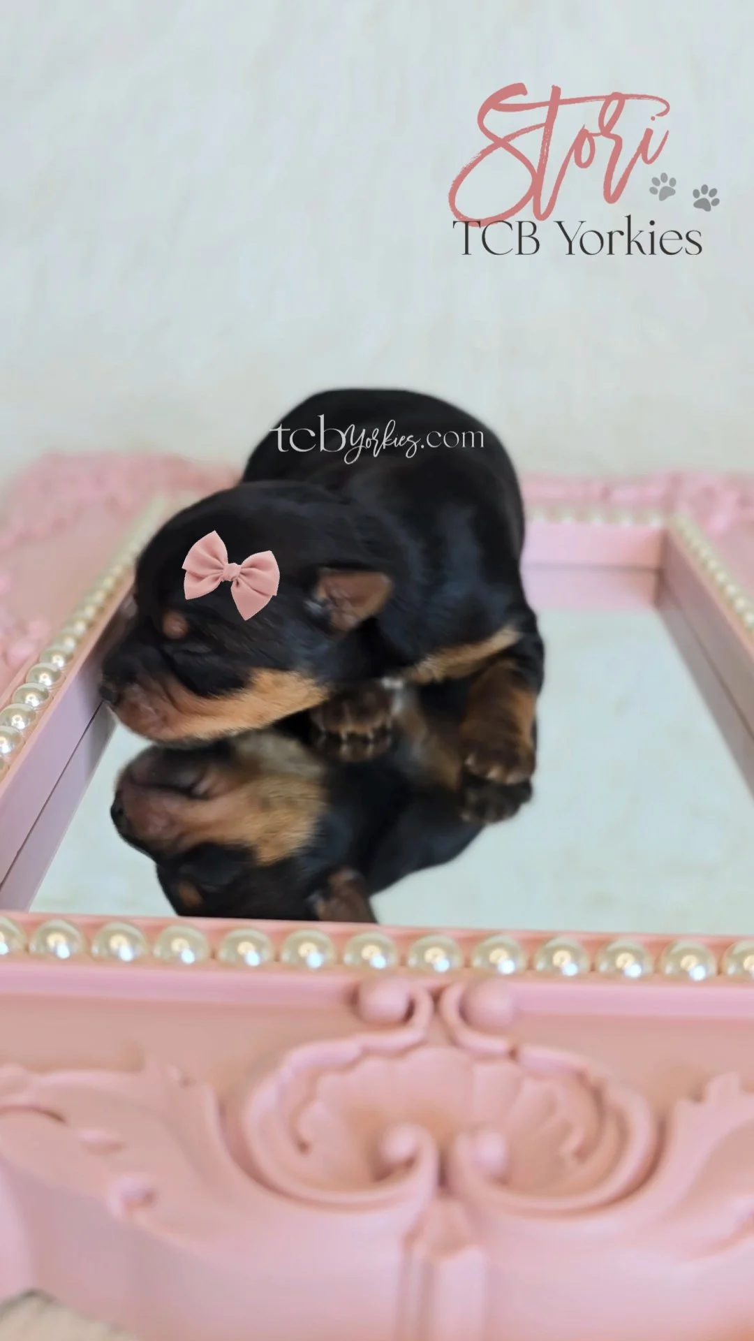 A small black and tan Yorkie puppy with a pink bow on its head, resting on a pink decorative tray with pearls along the edges. The tray is placed on a reflective surface, showing the puppy's reflection.