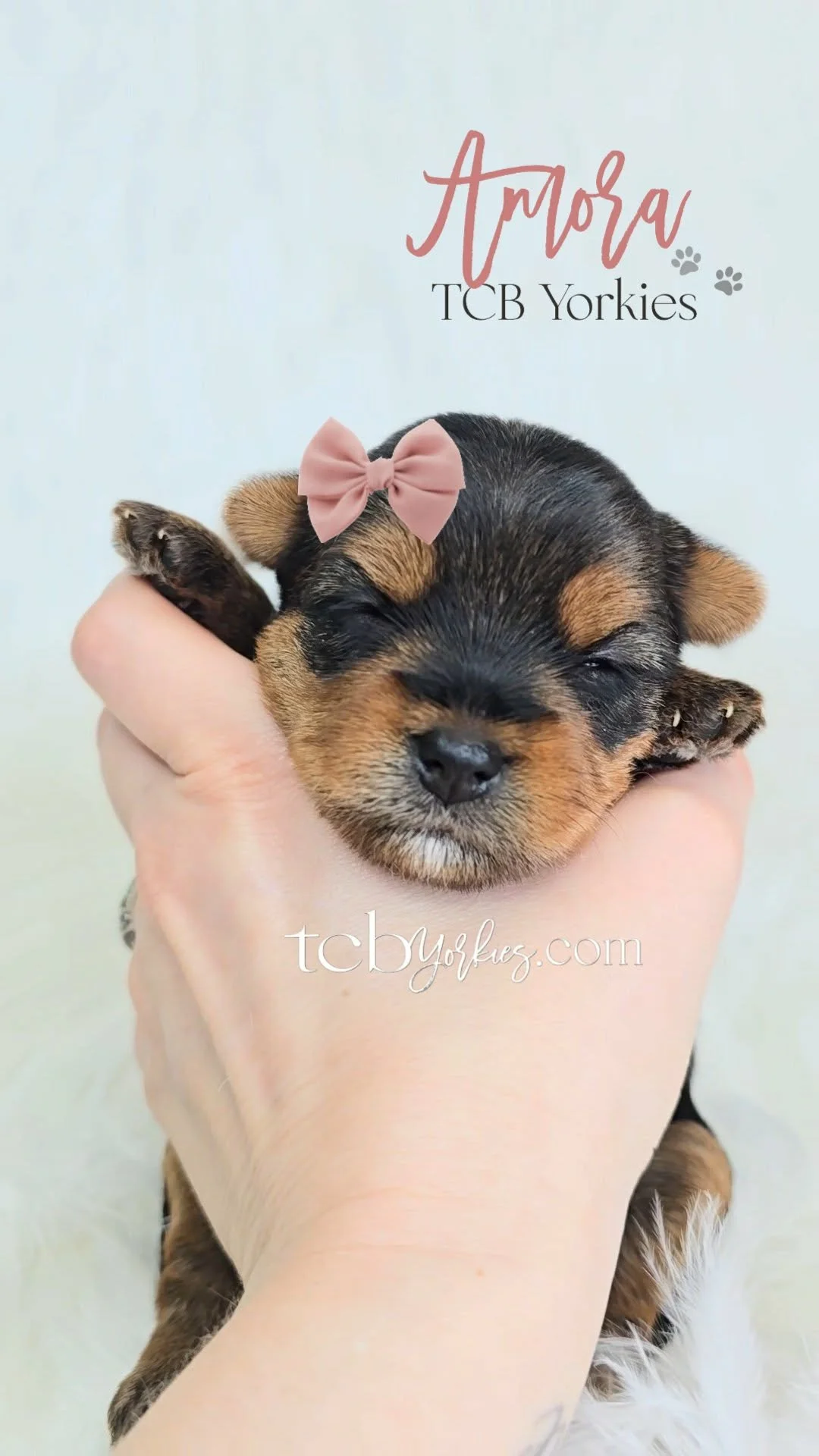A person holding a tiny, sleeping Rottweiler puppy with a pink bow on its head, with text 'Arora TCB Yorkies' and a website URL in the background.