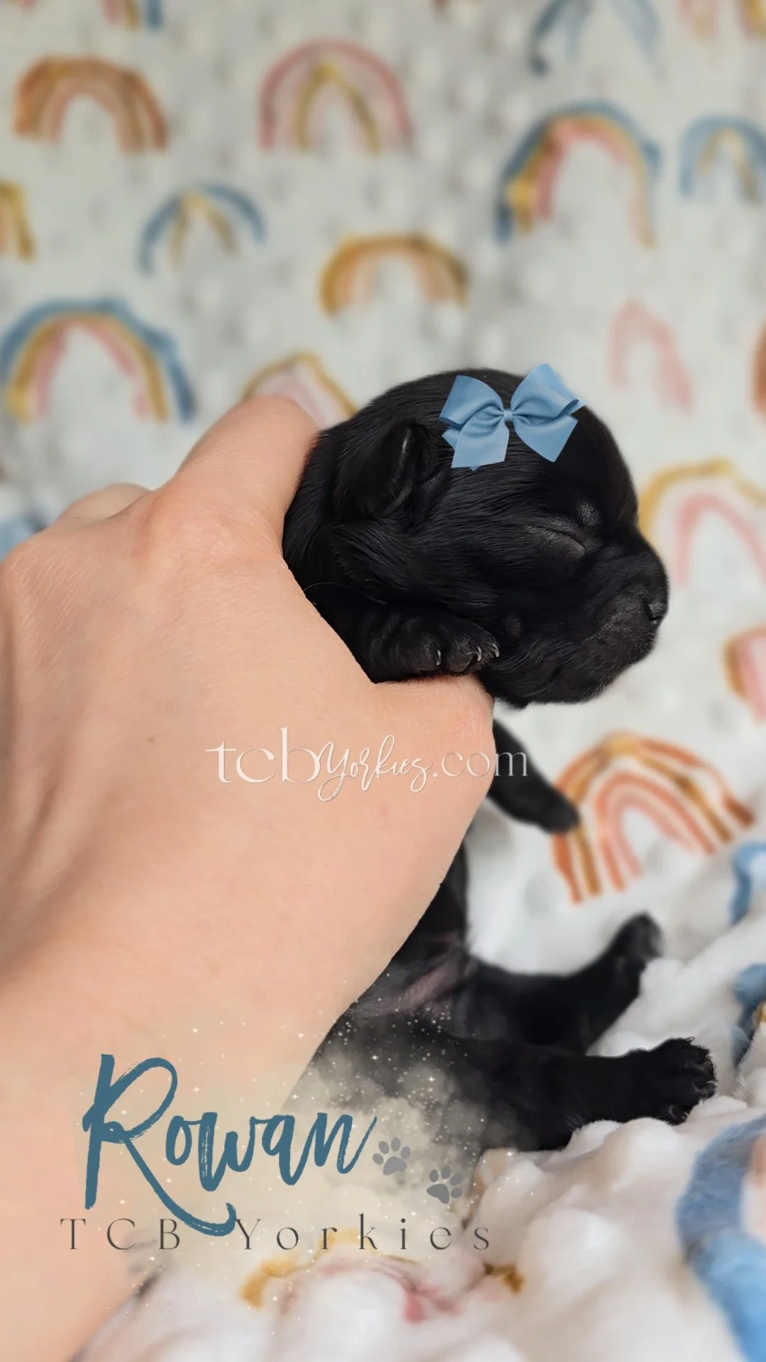 A tiny black puppy with a blue bow on its head being held in a person's hand, with a colorful rainbow-patterned blanket in the background.