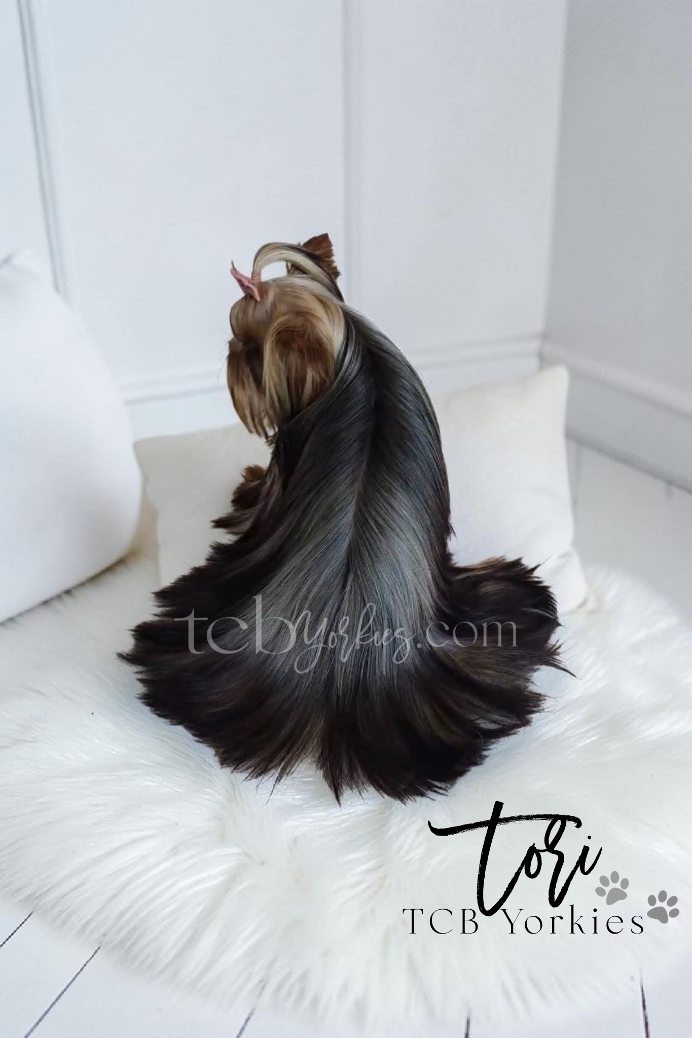 A Yorkshire Terrier dog with long, shiny black and tan fur sitting on a white fur rug in a white room. The dog has well-groomed hair and is facing away from the camera. There are white cushions in the background and a decorative text overlay reading 