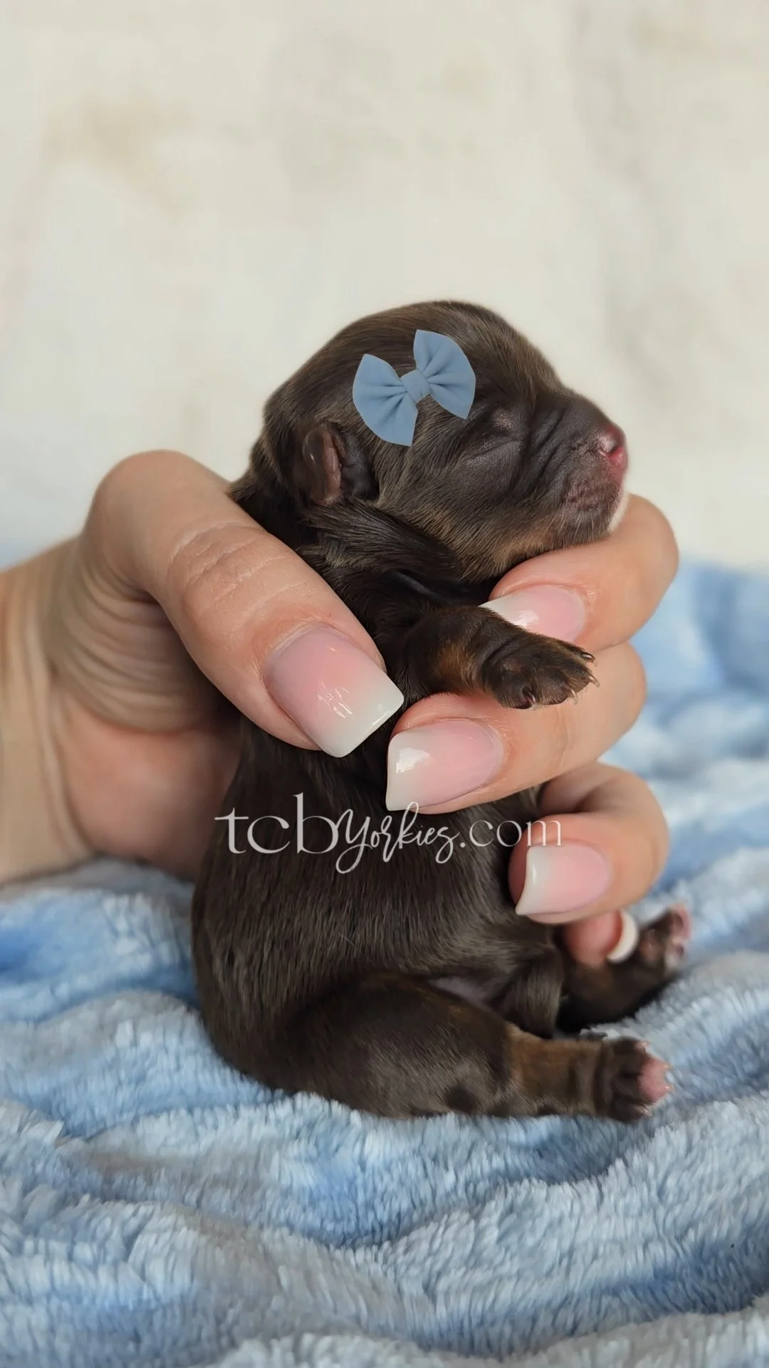A tiny brown puppy with a blue bow on its head is being gently held in a person's hand. The puppy is resting on a soft, light blue textured blanket.
