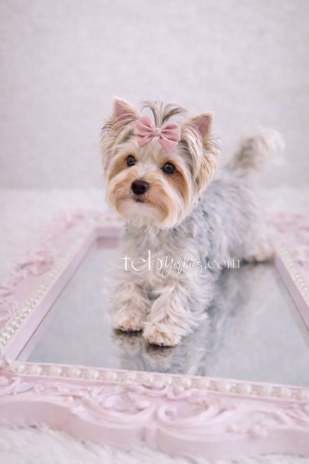 Small dog with a pink bow on its head sitting on a decorative pink and mirror tray.