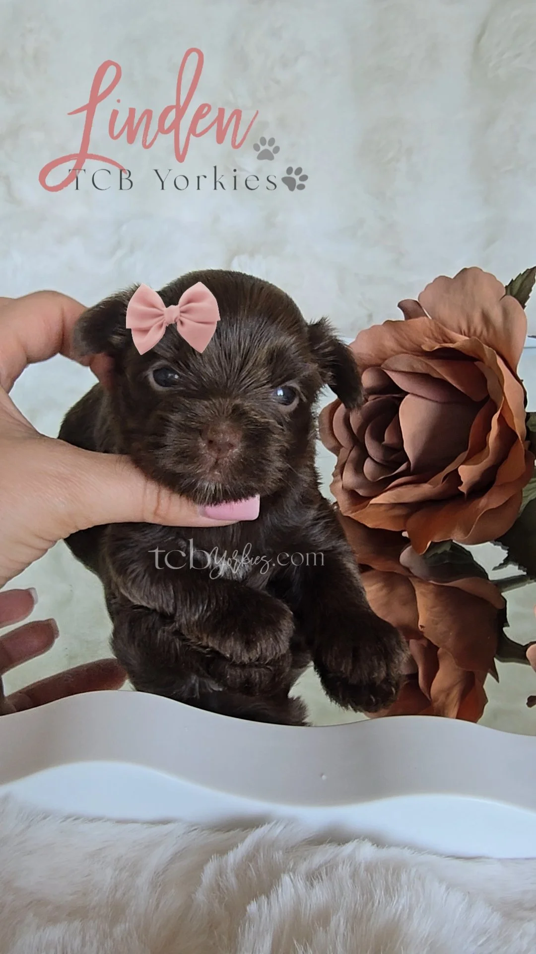 A small brown puppy with a pink bow on its head, held in a person's hand, with a brown artificial flower and text on the background that reads 'Linden TCB Yorkies'.