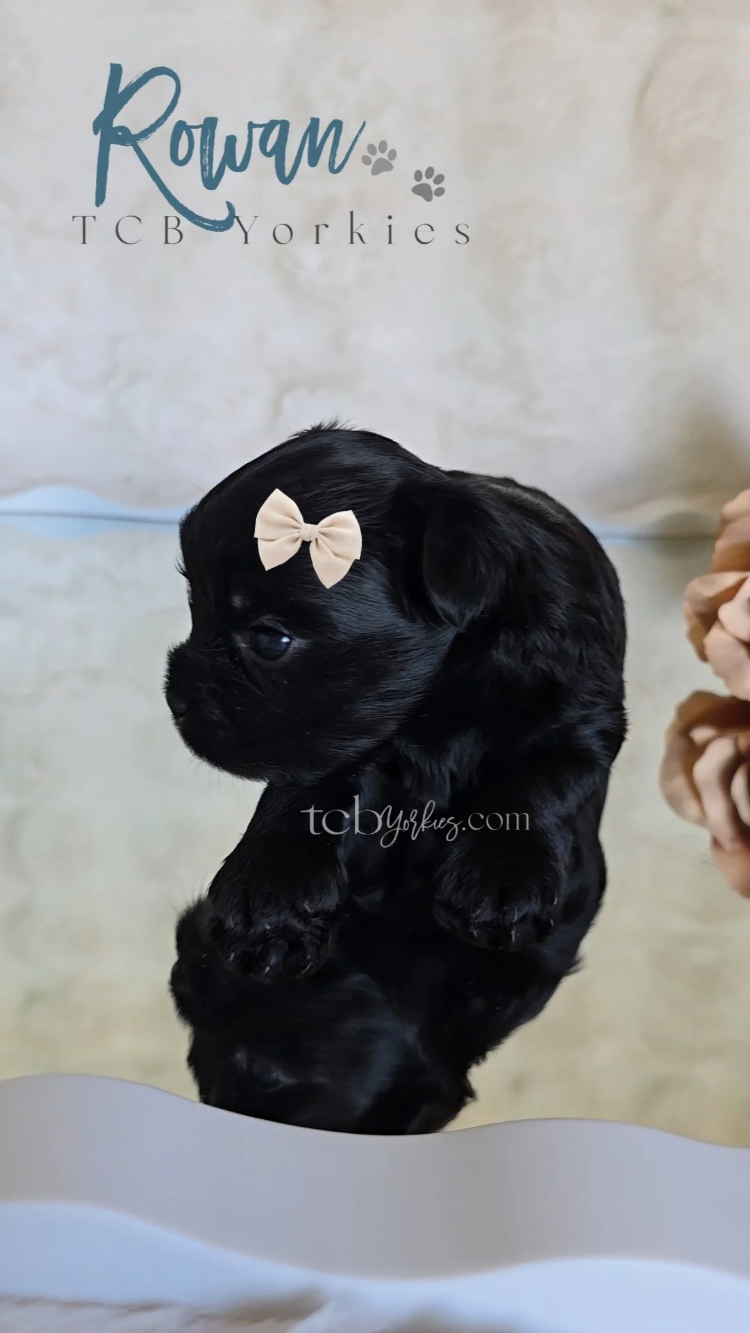A black puppy with a beige bow on its head, sitting on a reflective surface with a beige background that has the text 'Rowan TCB Yorkies' and paw prints.