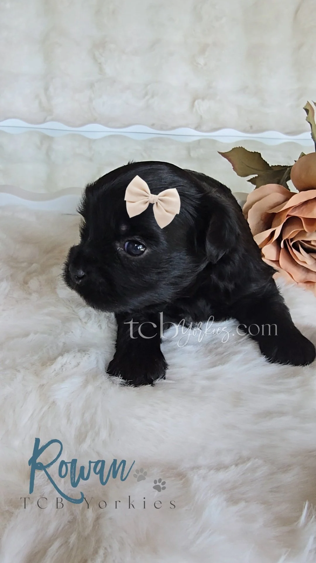Adorable black puppy with a light-colored bow on its head, lying on a fluffy white surface, with a pink flower and leaves in the background, and the text "Rowan TCB Yorkies" on the image.
