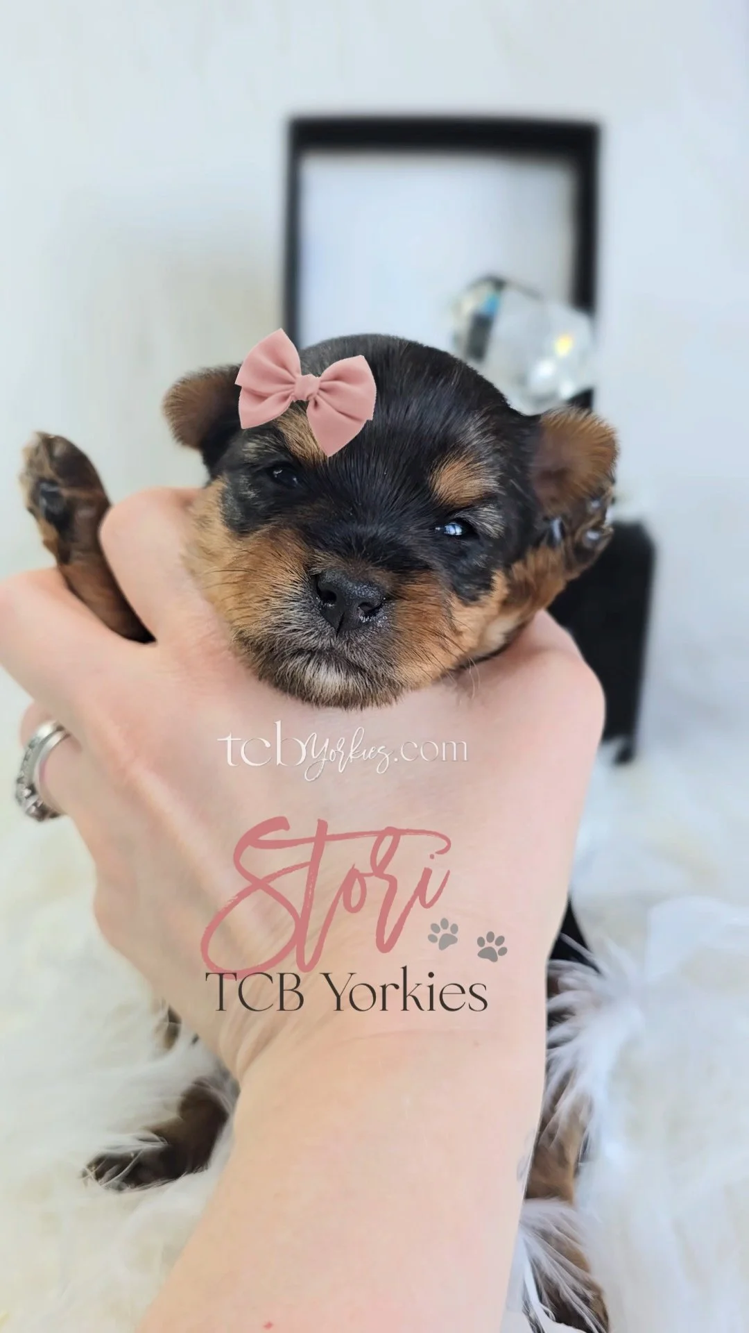 Close-up of a tiny, black and tan puppy with a pink bow on its head, being held in a person's hand.