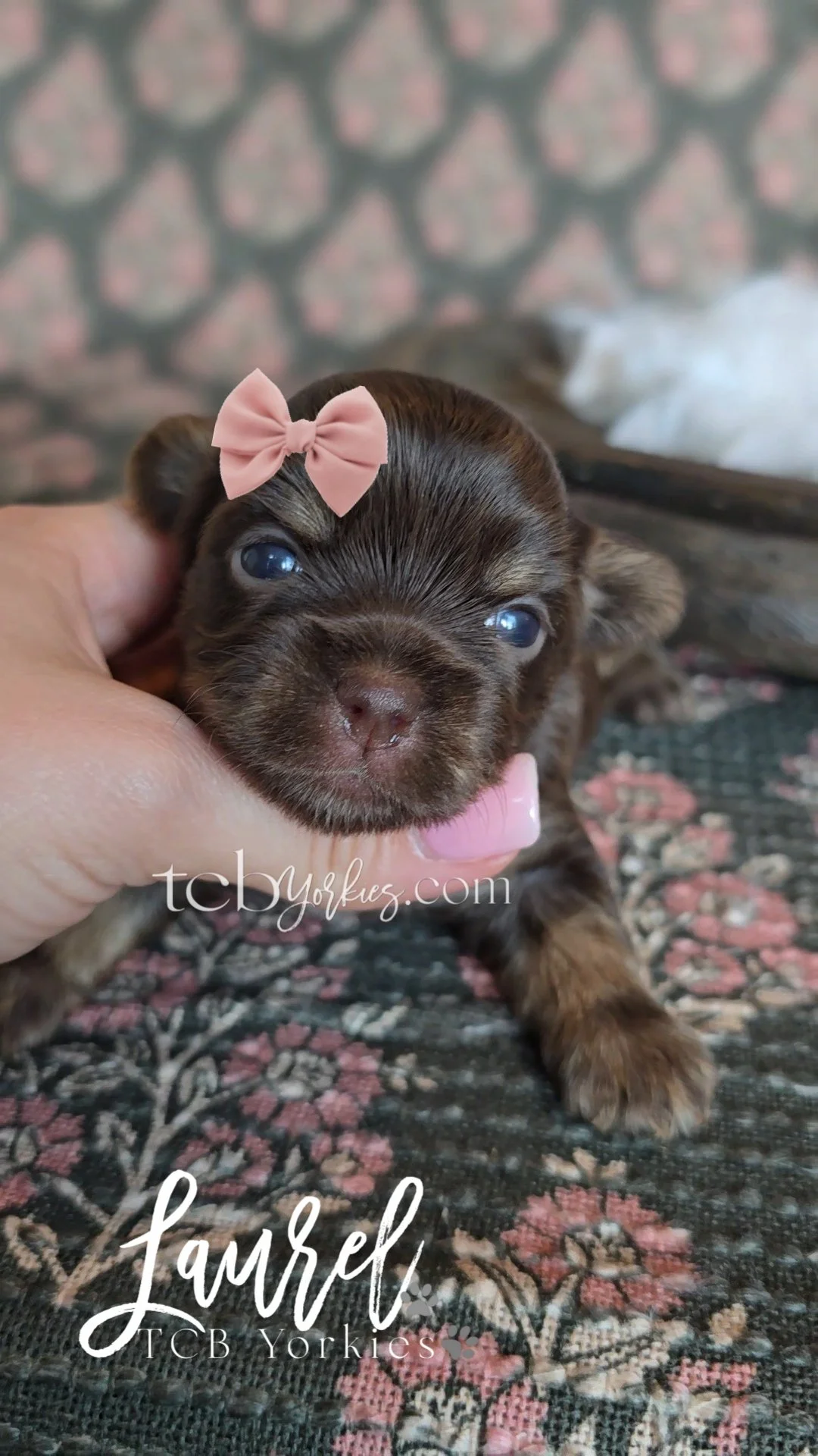 Close-up of a tiny brown and black puppy with a pink bow on its head, lying on a patterned rug with a person's hand supporting its head.