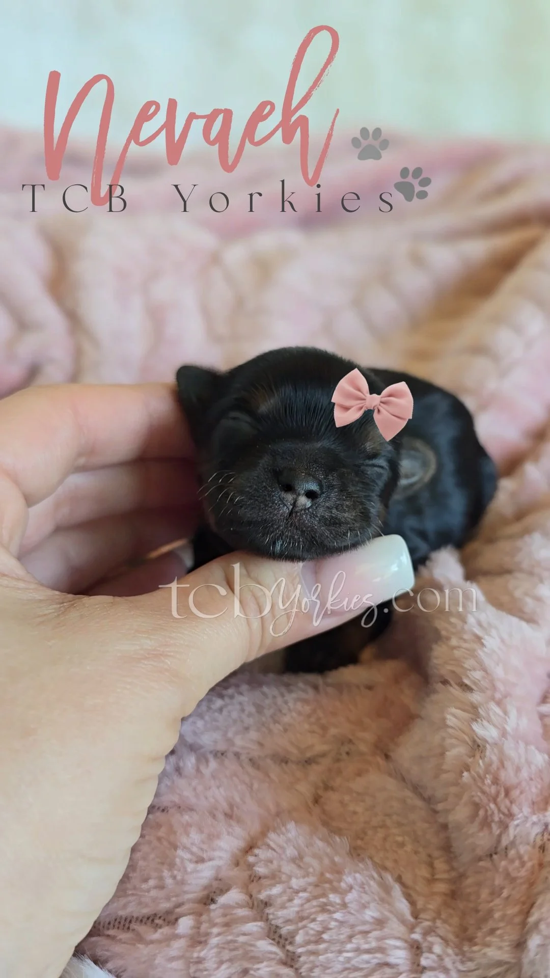 Close-up of a tiny black puppy with a pink bow on its head, lying on a pink fluffy blanket. A person's hand gently holds the puppy's head.