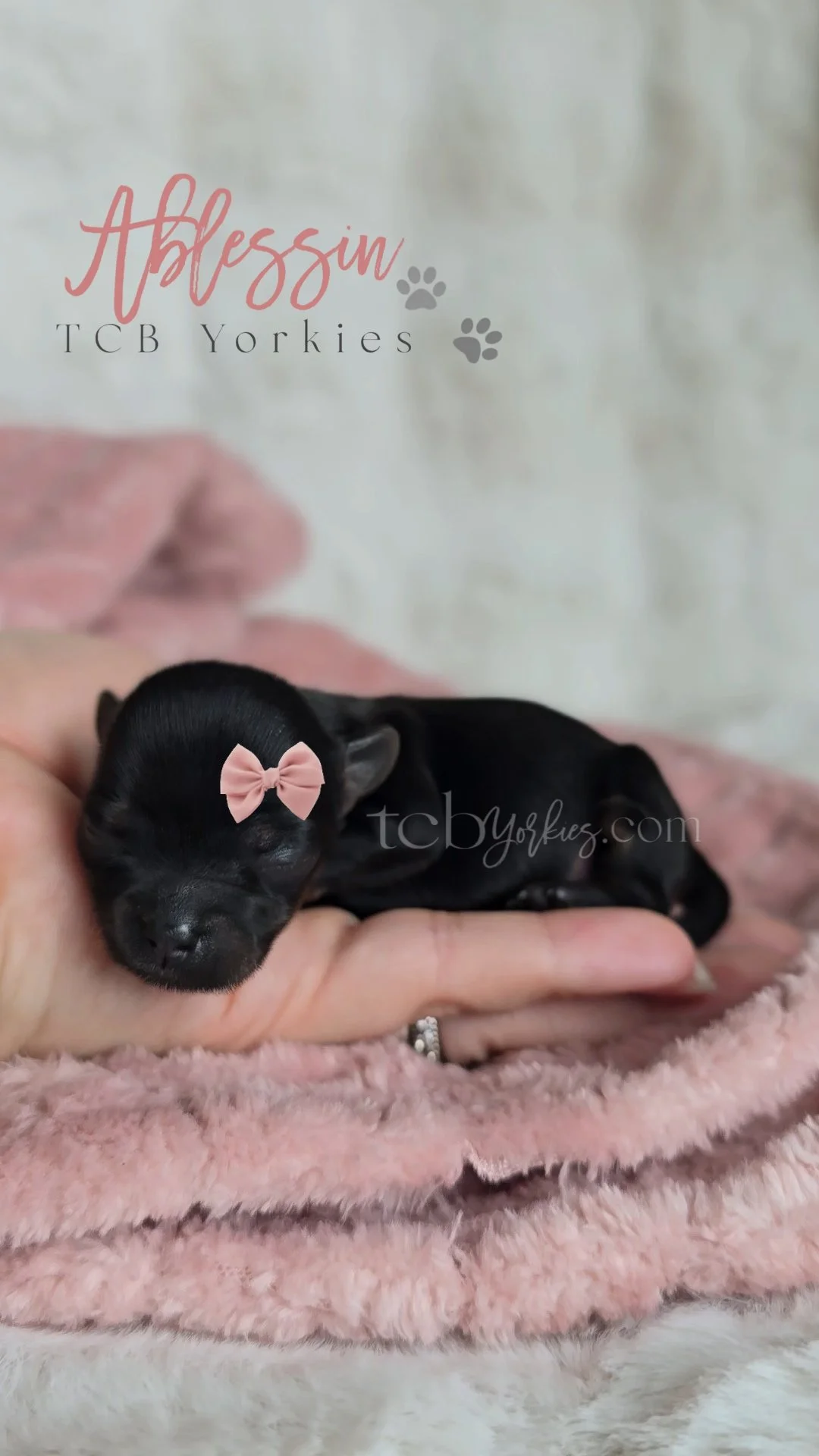 A tiny black puppy with a pink bow on its head is being held in a person's hand. The puppy is resting on a pink blanket, and the background includes text that reads "Blessin TCB Yorkies" with paw prints and website URL.