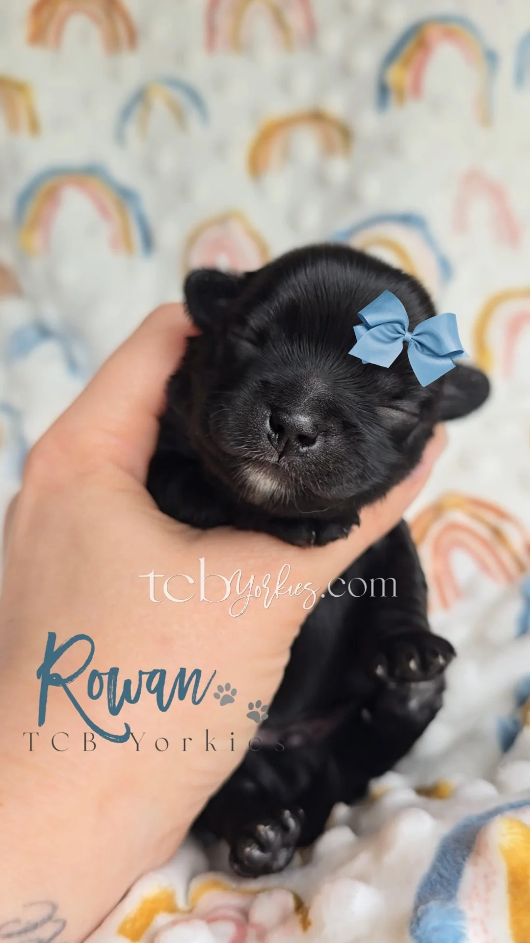 A tiny black puppy with a blue bow on its head is being held gently in someone's hand, resting on a colorful rainbow-patterned blanket.