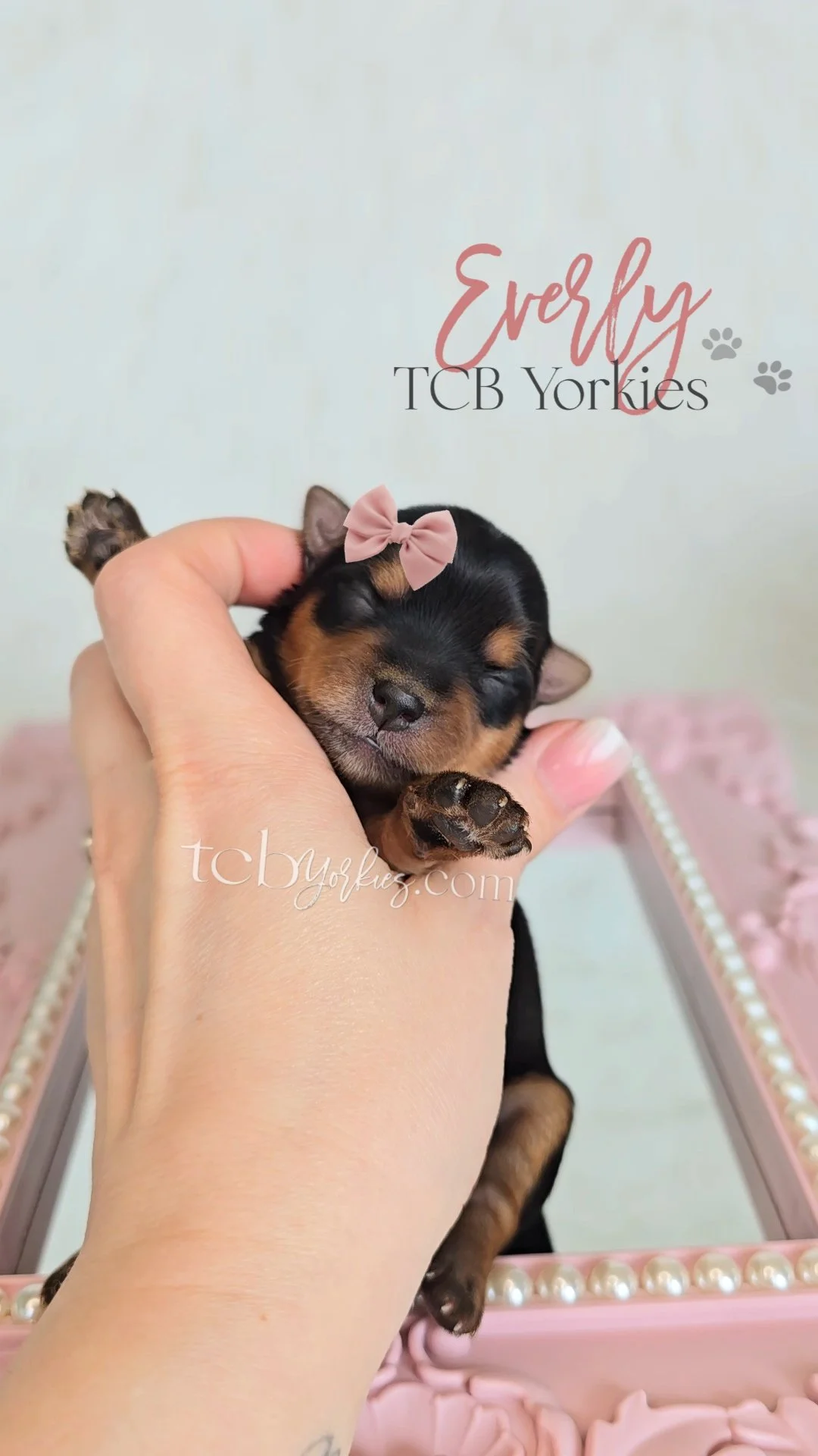 A person is gently holding a tiny, sleeping black and tan puppy with a small pink bow on its head. The background includes a pink decorative frame with pearl accents and an inscription that reads "Every" and "TCB Yorkies".