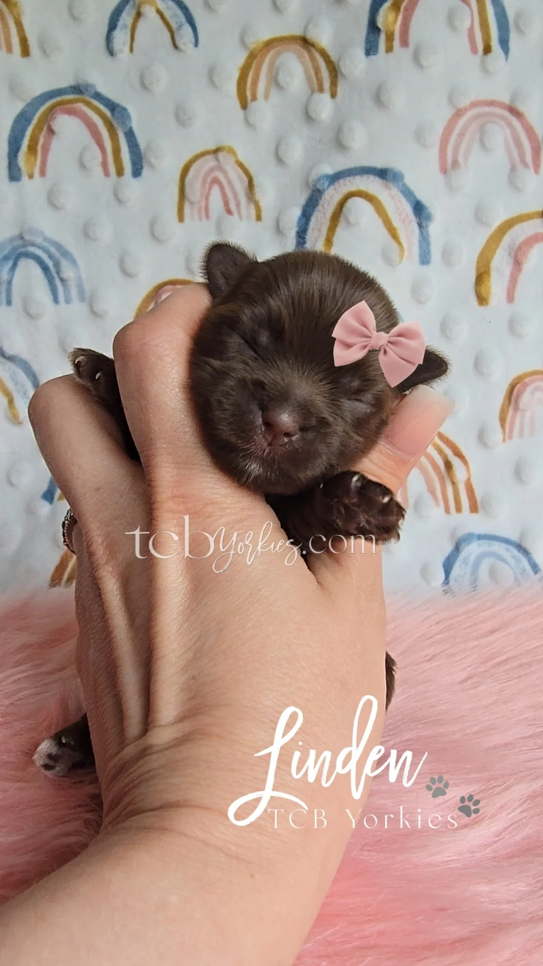 A tiny brown puppy with closed eyes, a pink bow accessory on its head, being gently held in a person's hand against a background of a rainbow-patterned wall and a soft pink surface.
