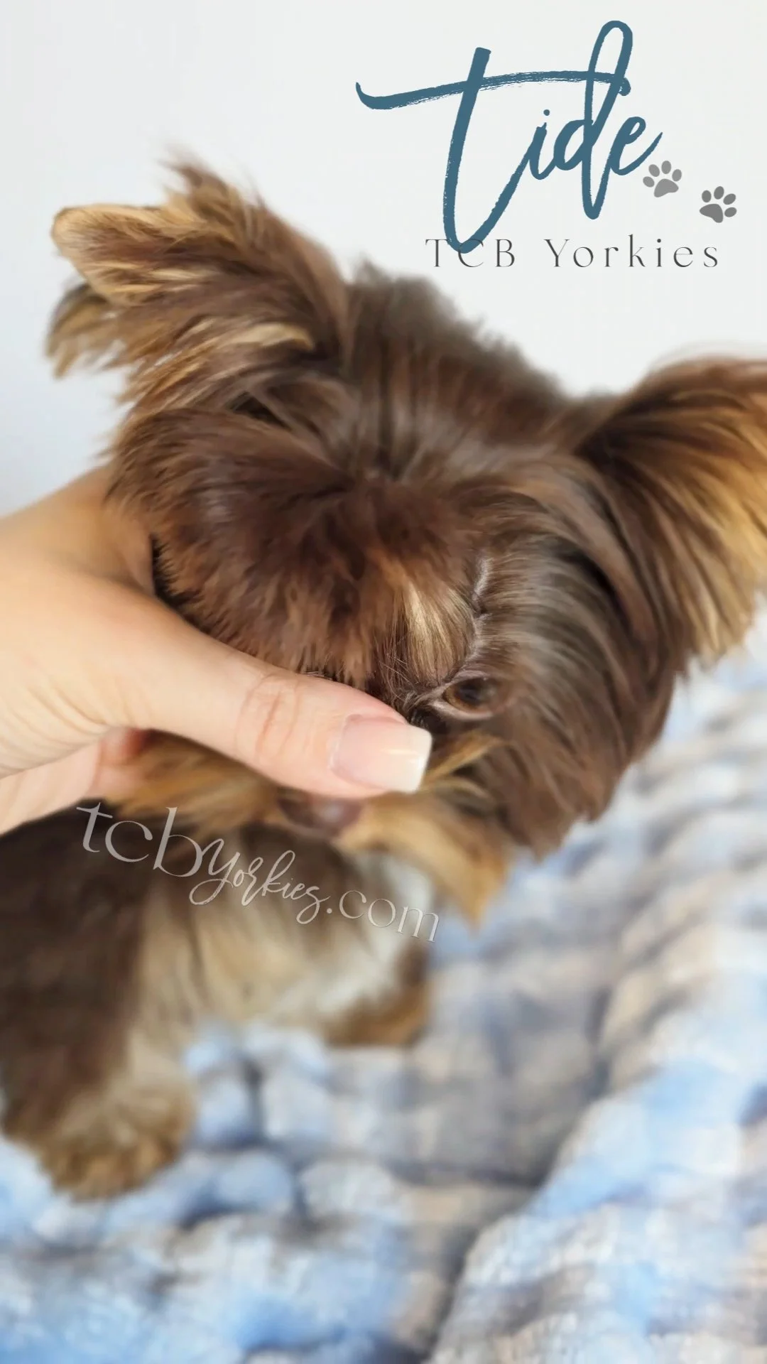 Close-up of a small brown Yorkshire Terrier puppy being gently held by a person's hand, with text overlay indicating 'tide' and 'TCB Yorkies'.