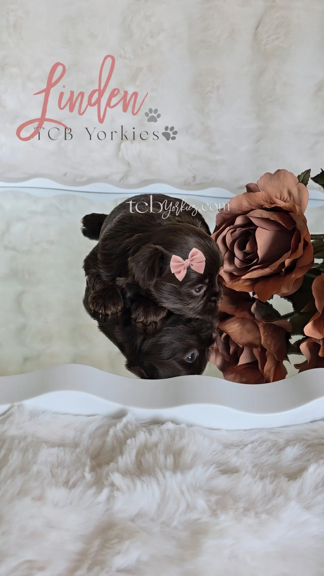 A brown puppy with a pink bow on its head laying on a reflective surface next to a peach-colored rose flower.