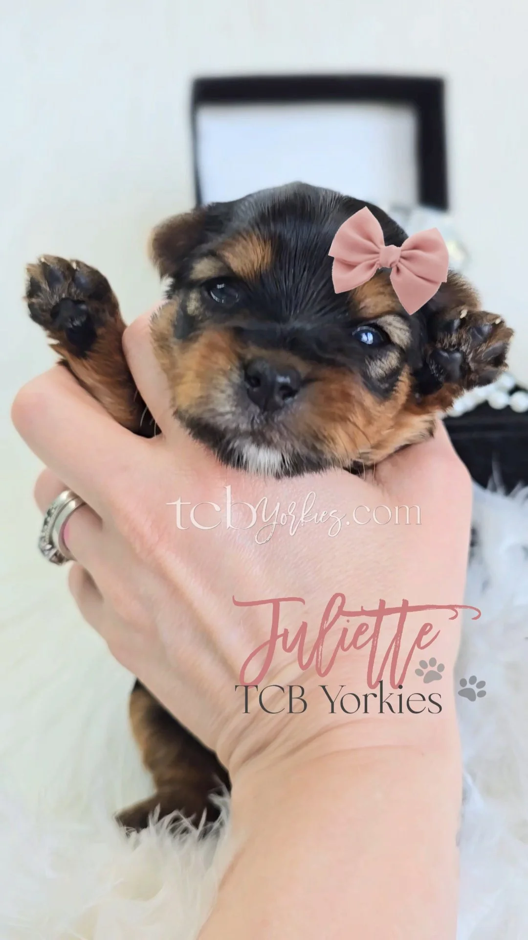 A small puppy with black and brown fur being held gently in a person's hand, wearing a pink bow on its head.