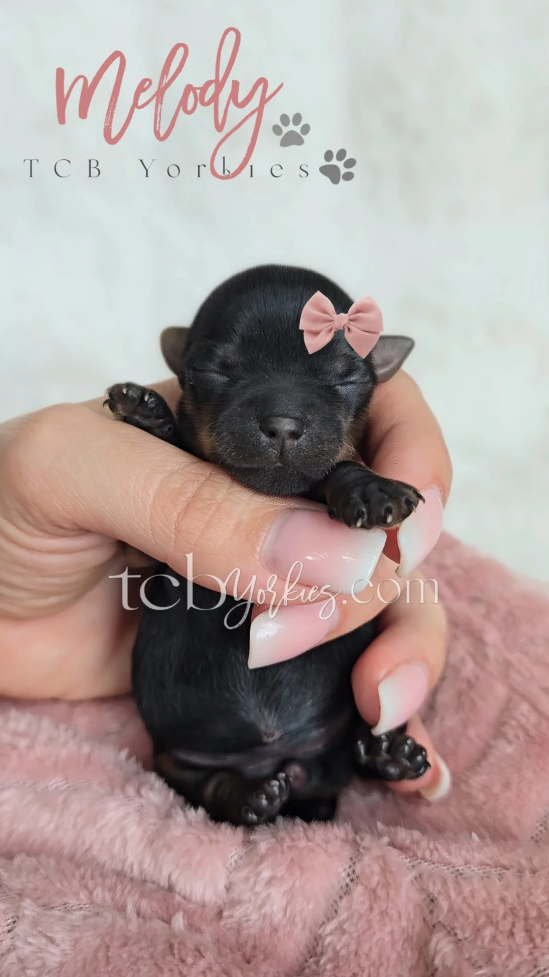 A small black puppy with a pink bow on its head is being gently held in a person's hand over a pink fuzzy blanket. The background has text that reads 'Melody TCB Yorkies' with pawprint icons and the website 'tclyorkies.com'.
