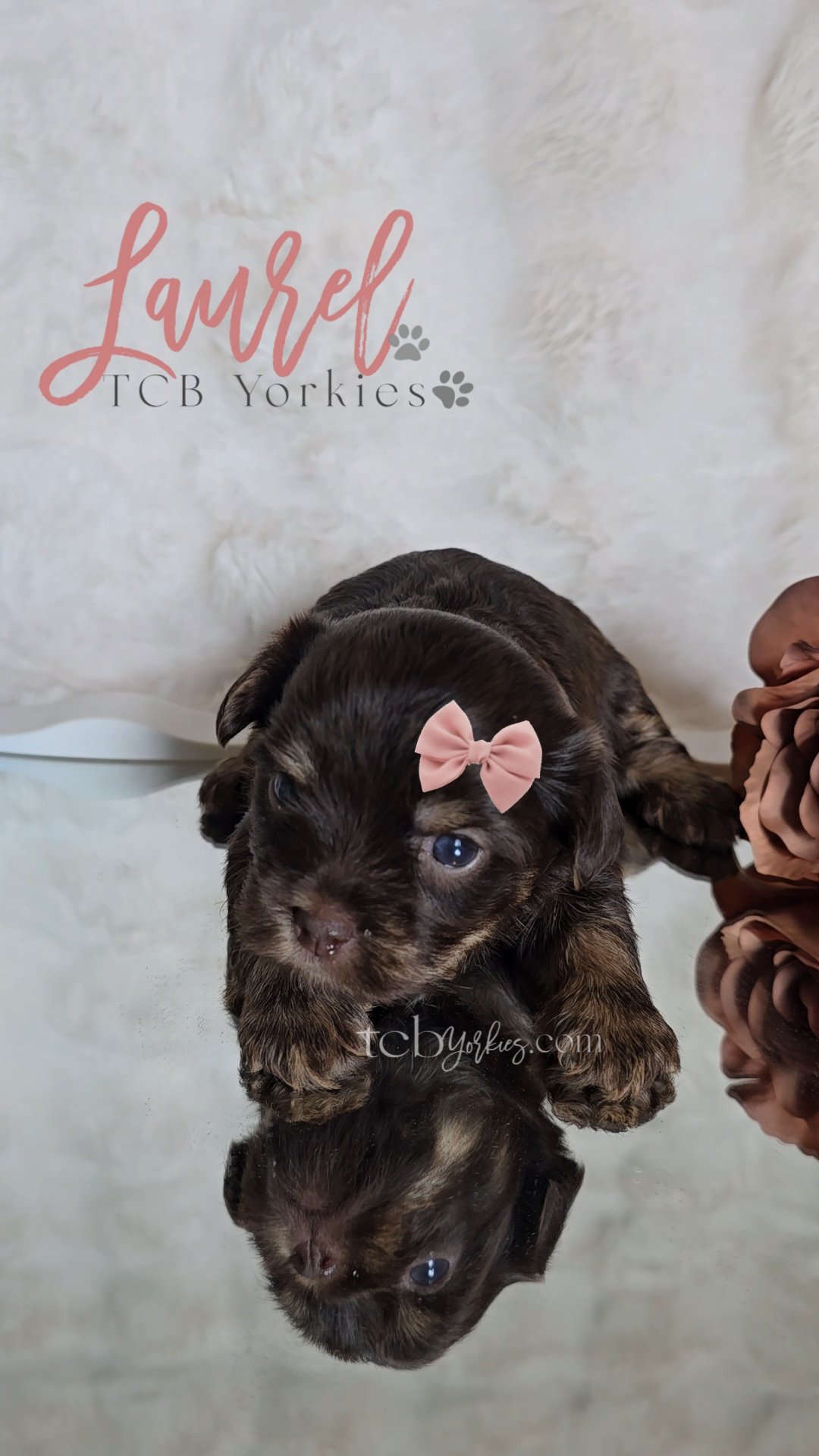 A puppy with a pink bow on its head sitting on a reflective surface, with text indicating it is from 'Laurel TCB Yorkies.'