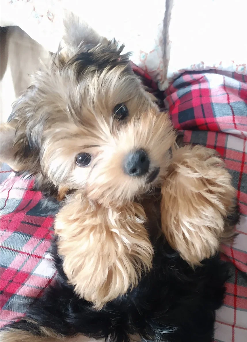 Close-up of a cute, fluffy puppy with tan and black fur, lying on a person's lap wearing red and black plaid pants.