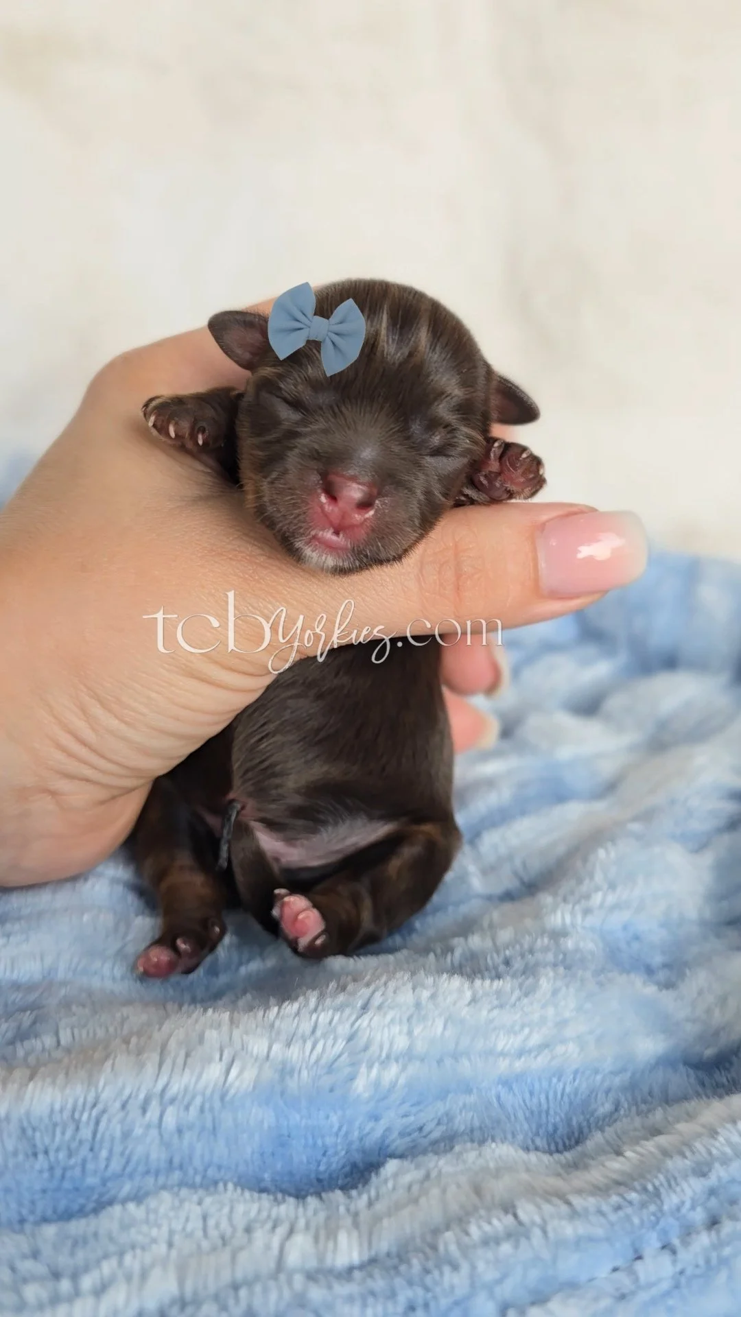 Close-up of a tiny black and brown puppy with a blue bow on its head, cradled in a person's hand, lying on a soft, light blue blanket.