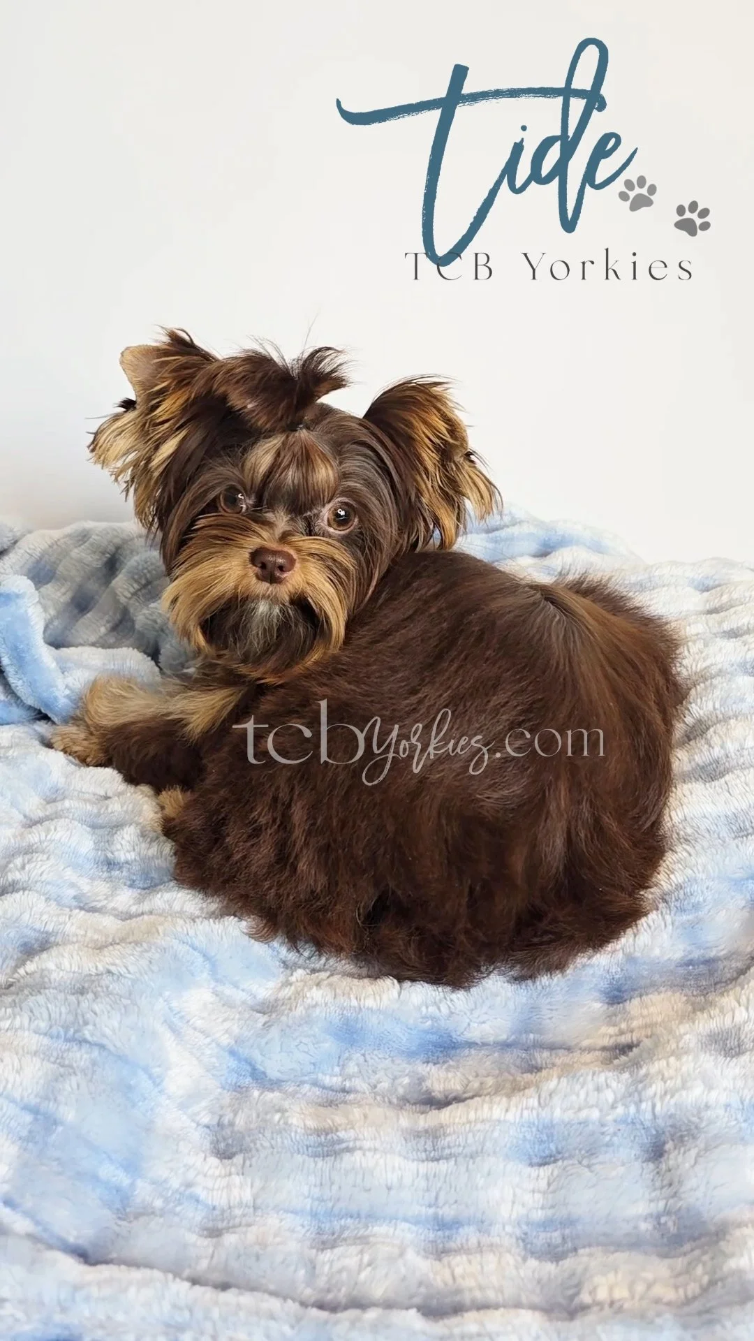 A small brown and tan Yorkshire Terrier puppy lying on a light blue blanket with text overlay reading 'Tide TCB Yorkies' and the website 'tcb yorkies.com' at the bottom.