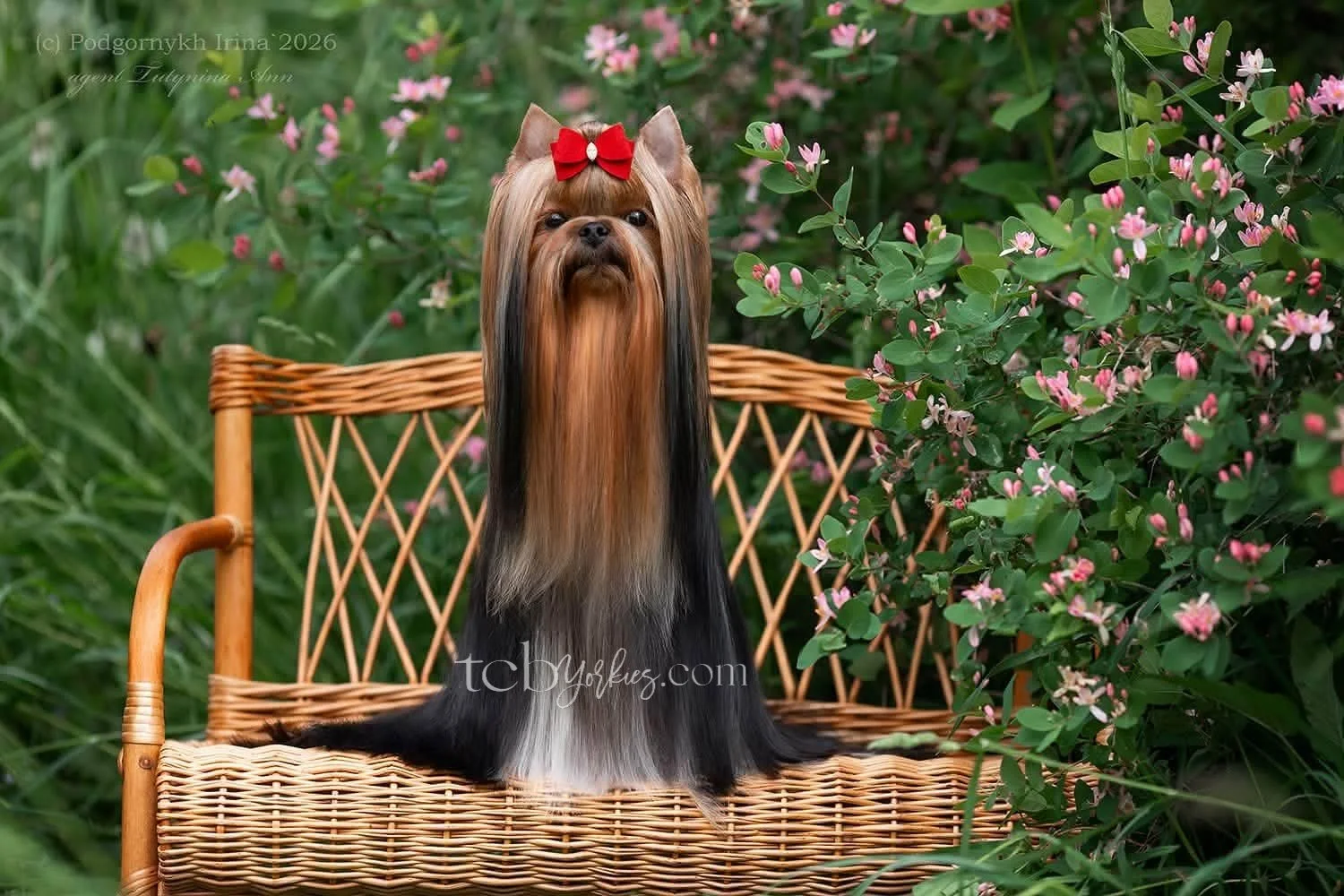 A Yorkshire Terrier dog sitting on a wicker bench surrounded by green foliage and pink flowers, with a red bow on its head.