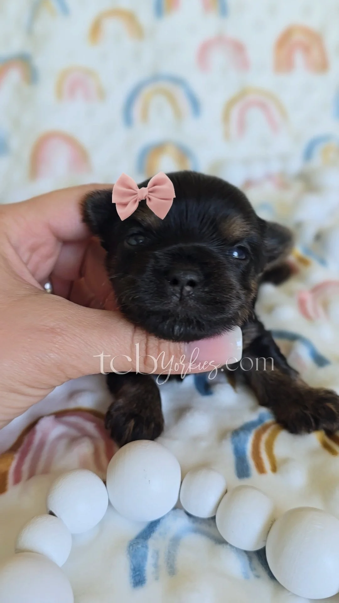 A small black and brown puppy with a pink bow on its head, being held gently by a person's hand, surrounded by white decorative balls and a colorful rainbow-patterned blanket in the background.