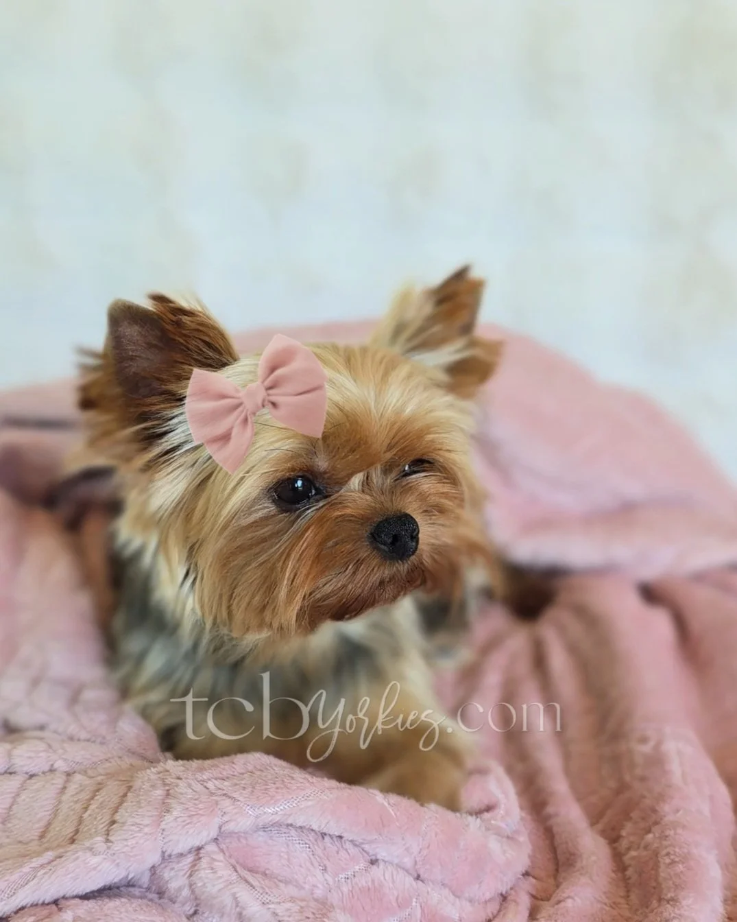 A small Yorkshire Terrier dog with a pink bow on its head, lying on a pink blanket.