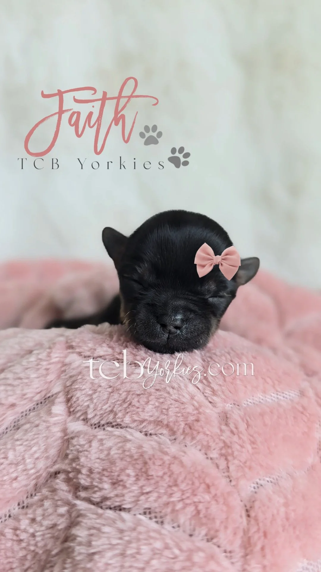 A newborn black puppy with a pink bow on its head, sleeping on a soft pink blanket, with text overlay about faith and a website.