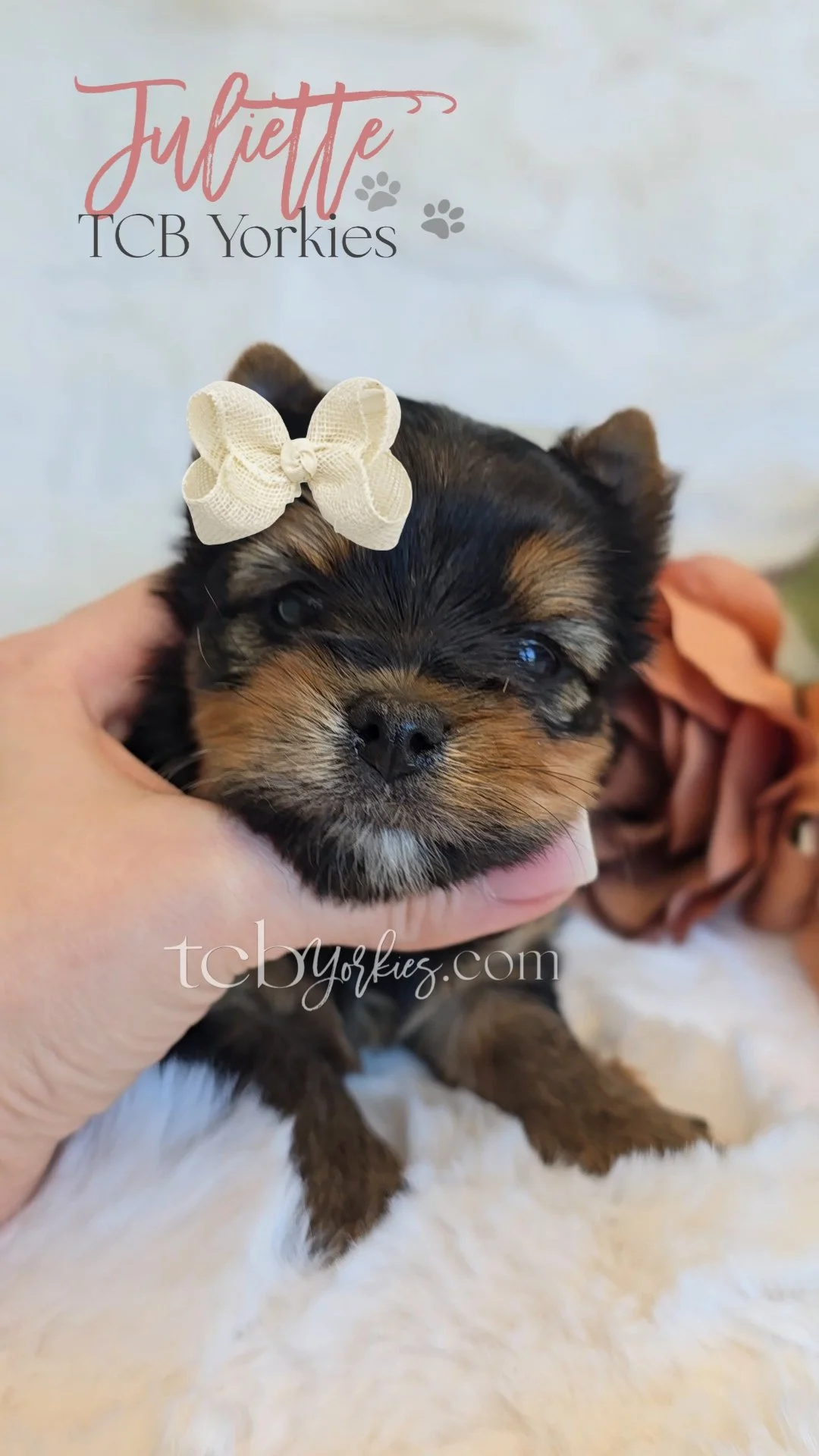 Close-up of a small black and brown puppy with a white bow on its head, being gently held by a person.