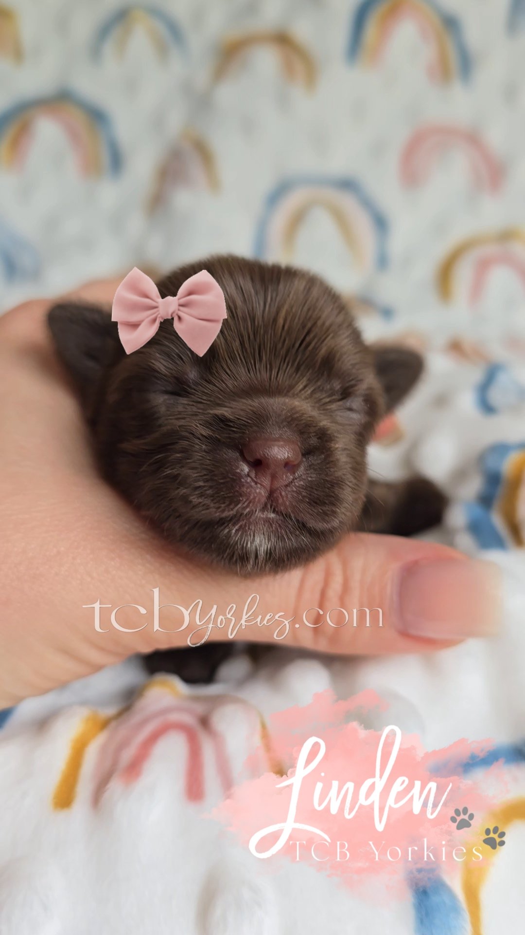 A tiny brown puppy with closed eyes, being gently held by a hand, with a pink bow on its head and a colorful rainbow pattern on the background blanket.