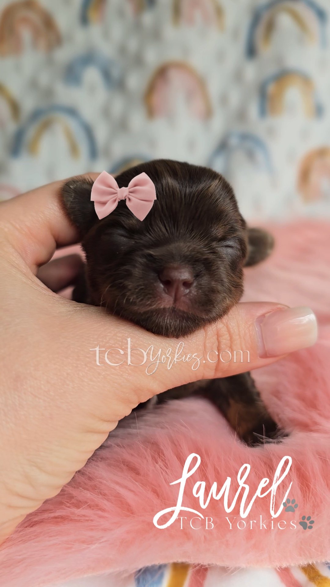 A tiny dark brown puppy with a pink bow on its head, resting on a person's hand. The puppy is on a pink furry blanket, with a colorful, rainbow-themed wallpaper in the background. The text on the image says "Laura!" with small paw print icons, and th