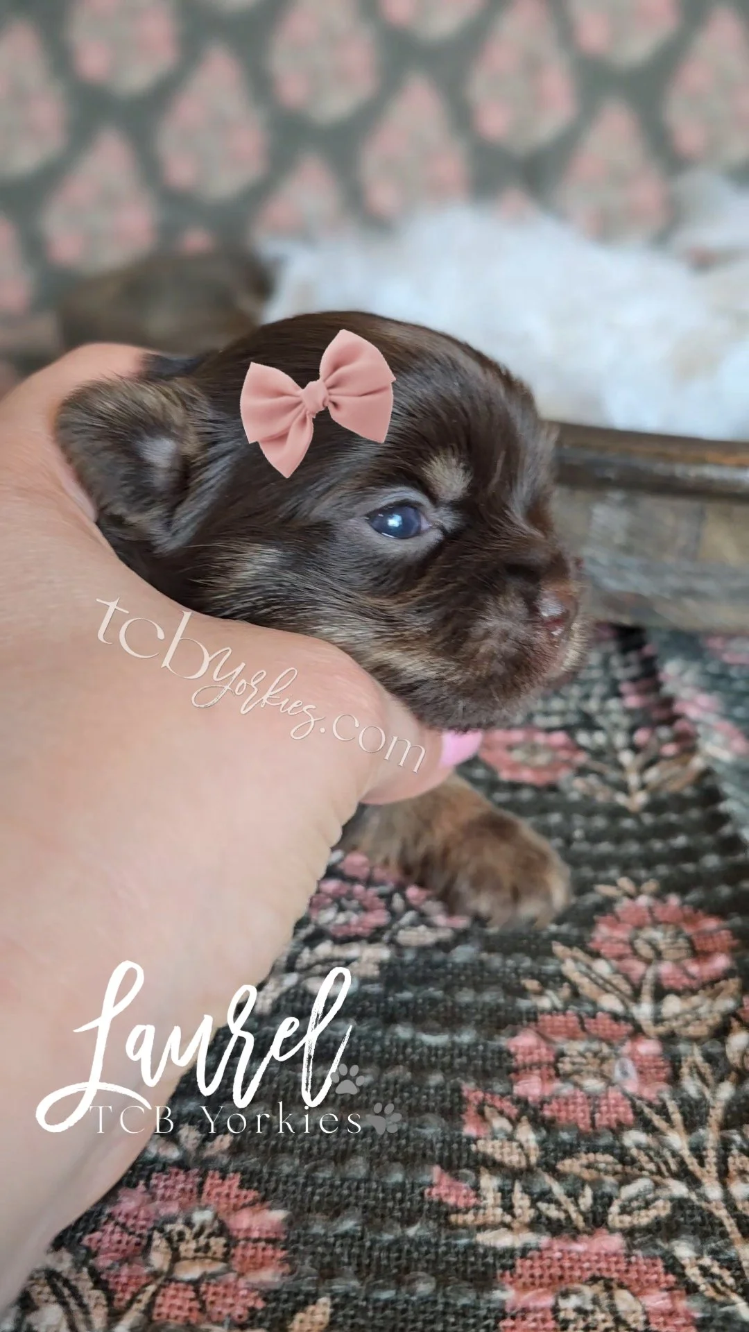 Close-up of a small, brown and black puppy with a pink bow on its head, being gently held and lying on a patterned rug.