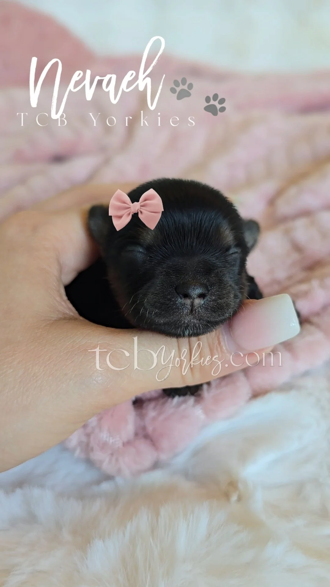 A tiny black puppy with a pink bow on its head, held gently in a person's hand on a soft pink blanket.