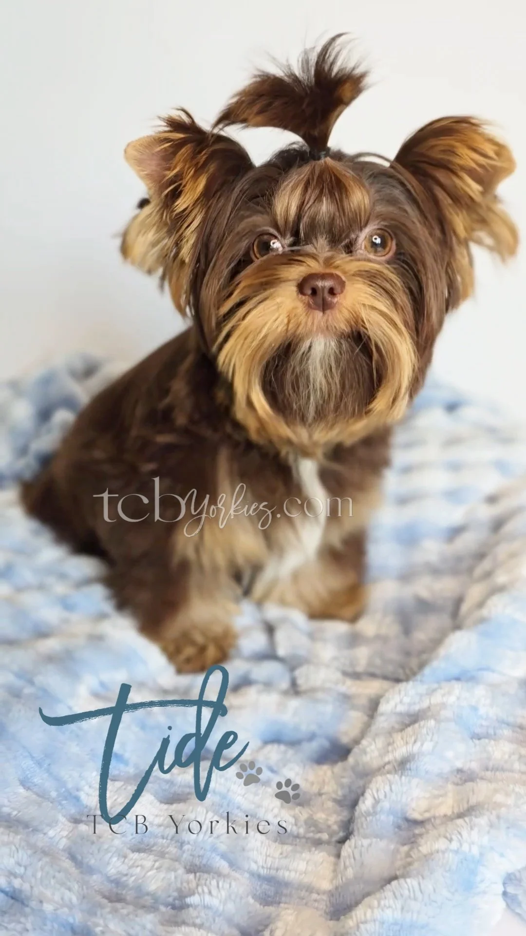 A cute Yorkie dog with brown fur and big eyes, standing on a textured white surface with text overlay that reads "tide" and "T.C.B Yorkies".