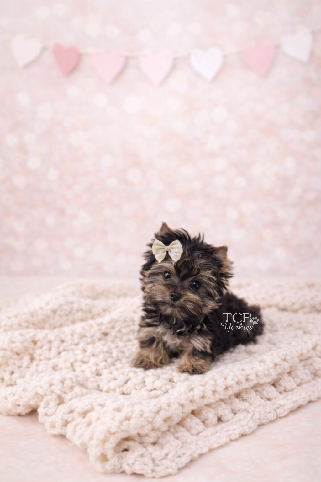 Adorable small Yorkshire puppy with a white bow on her head, sitting on a chunky cream blanket. Soft pink and white heart garland decorates the background, creating a sweet, romantic atmosphere.