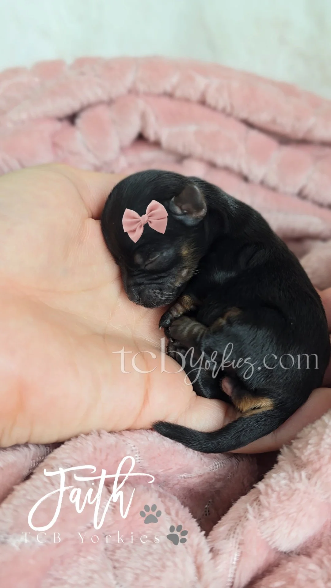 A tiny black and tan puppy with a pink bow on its ear, sleeping in a person's hand, on a pink fuzzy blanket.