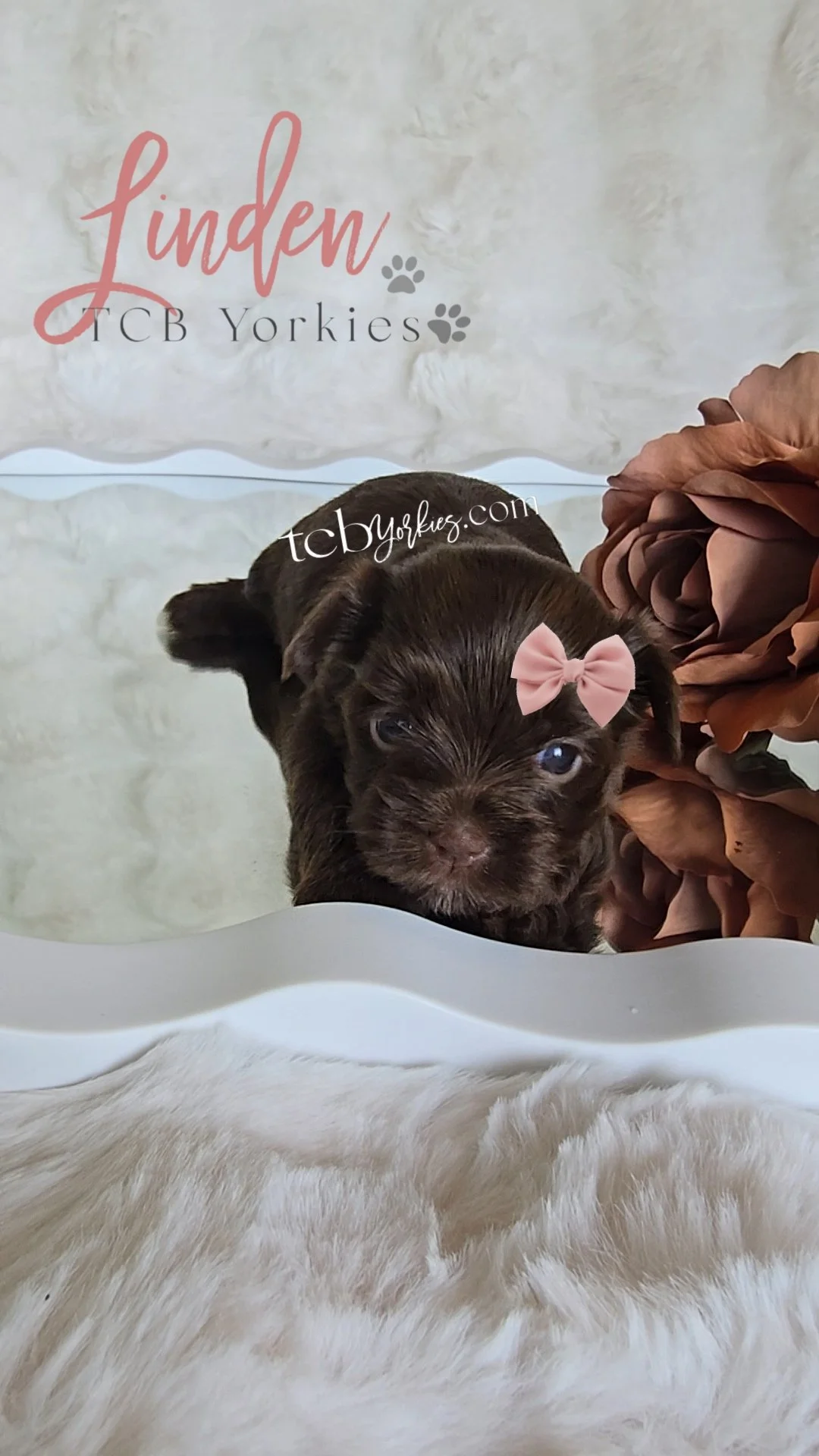 A small brown puppy with a pink bow on its head, lying on a white fluffy surface, next to a large brown flower decoration. In the background, there is a sign that reads 'Linden TCB Yorkies' with paw print designs.