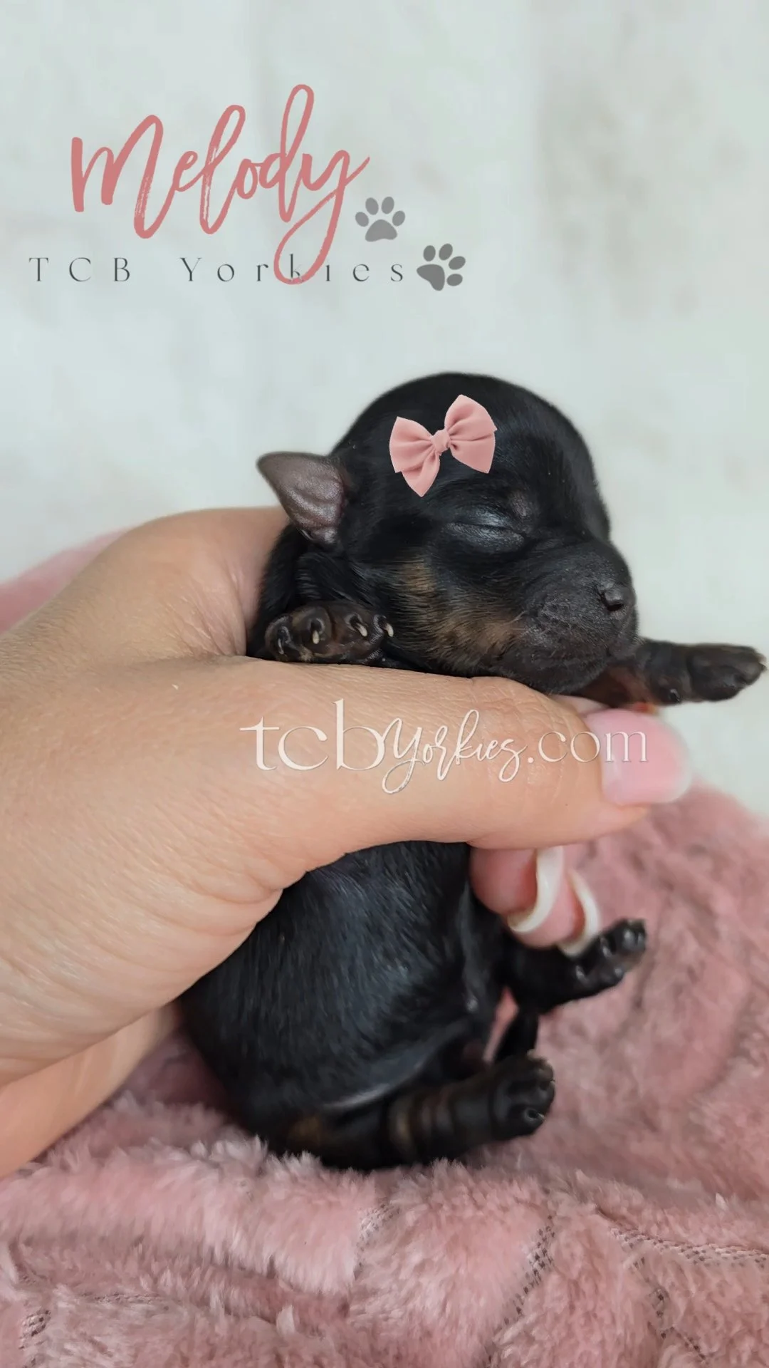 A tiny black and tan puppy with closed eyes, wearing a pink bow on its head, is being gently held in a person's hand. The background shows a light-colored wall and a pink fuzzy blanket. 