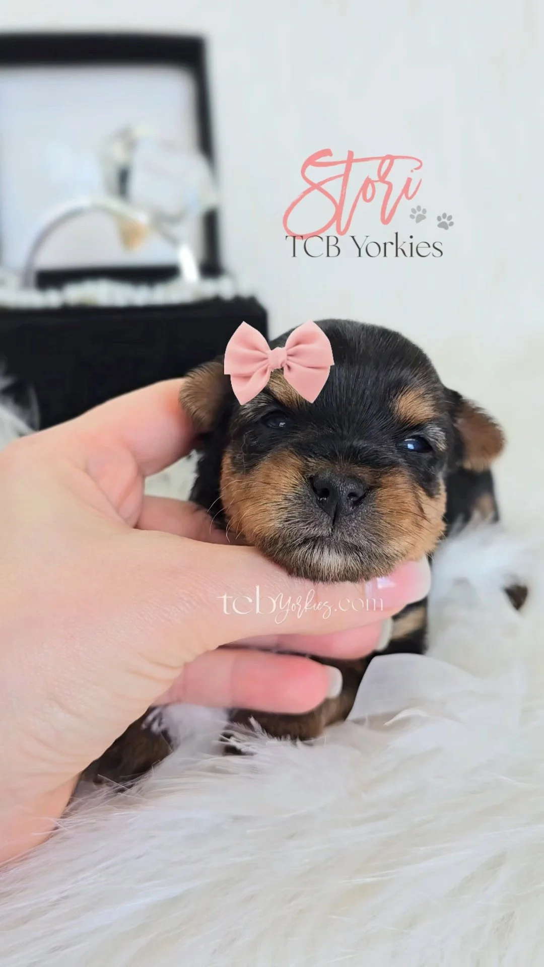 A small black and brown puppy with a pink bow on its head, being gently held by a person's hand. The puppy has slightly open eyes and a tiny nose, lying on a fluffy white surface. In the background, there is a blurred picture frame and some text.