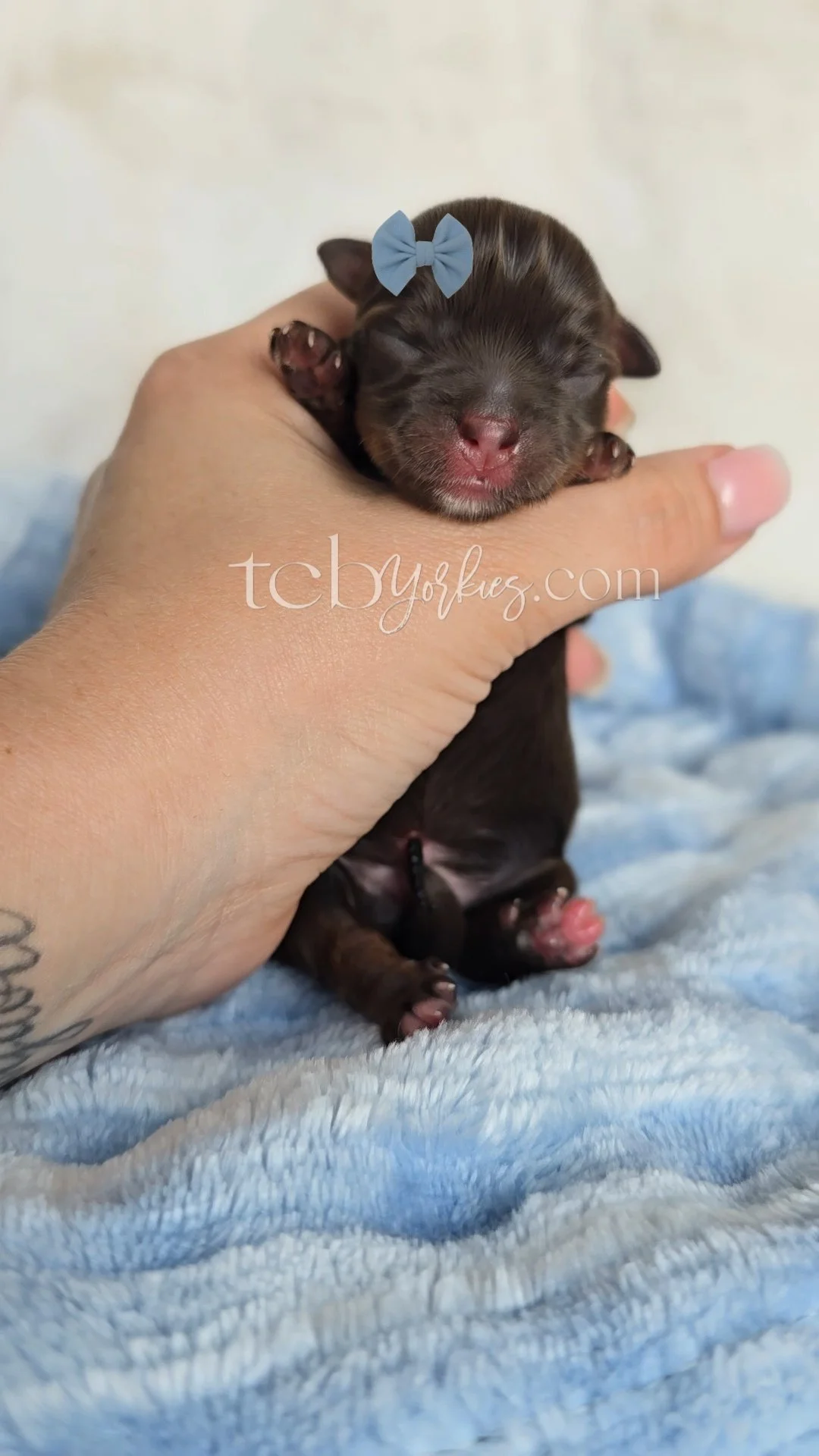 Small black puppy with a blue bow on its head, being gently held in a person's hand, resting on a soft blue blanket.