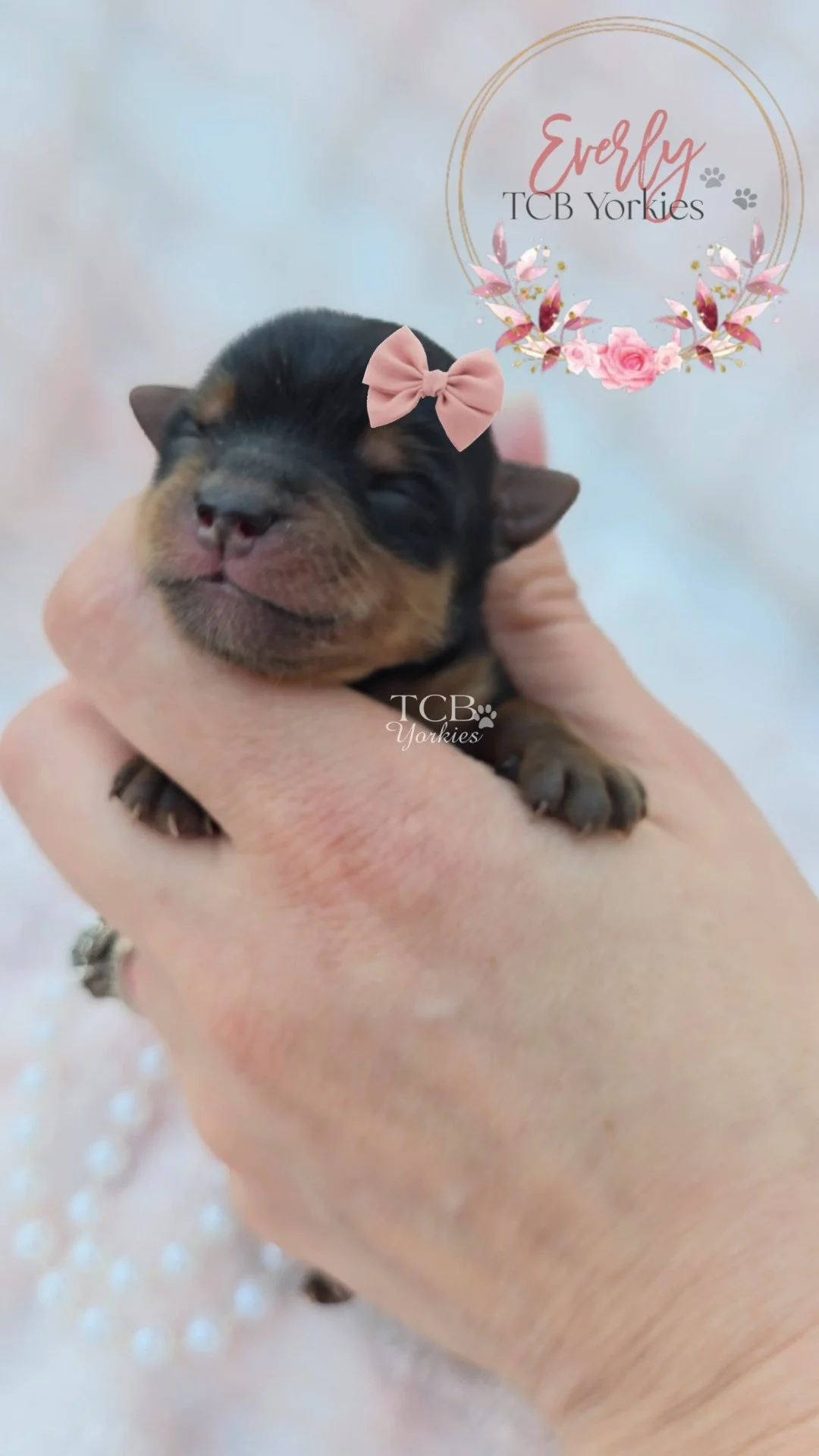 A small black and tan puppy with a pink bow on its head being gently held in a person's hand. The background features a floral logo and text that reads 'Everly TCB Yorkies'.