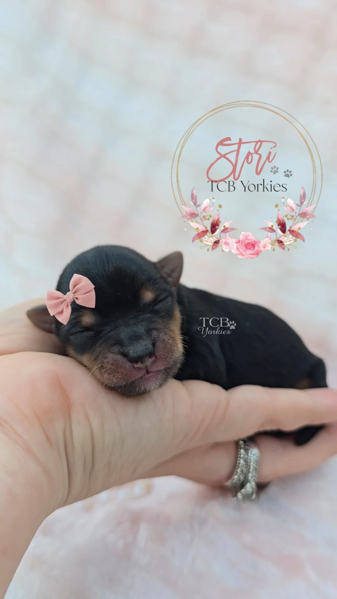 A tiny black and tan puppy, possibly a Yorkshire Terrier, sleeping peacefully in a person's hand. The puppy has a pink bow on its head, and a floral watermark with the text 'Stori TCB Yorkies' is visible in the background.