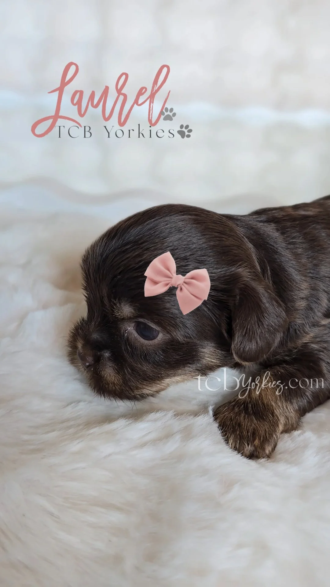 A cute brown and black puppy with a pink bow on its head, lying on a cream-colored fluffy blanket with the text "Laurel TCB Yorkies" and a website, tcb yorkies.com, in the background.