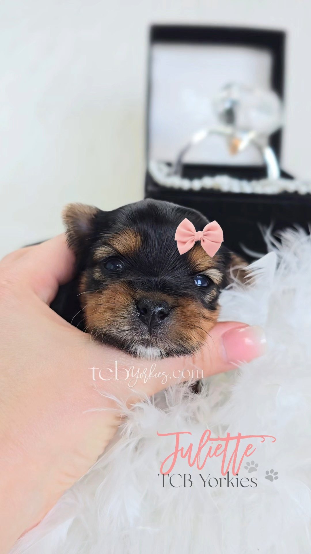 A tiny black and tan puppy with a pink bow on its head, being gently held by a person's hand, with a white fluffy blanket and a blurred jewelry box in the background.